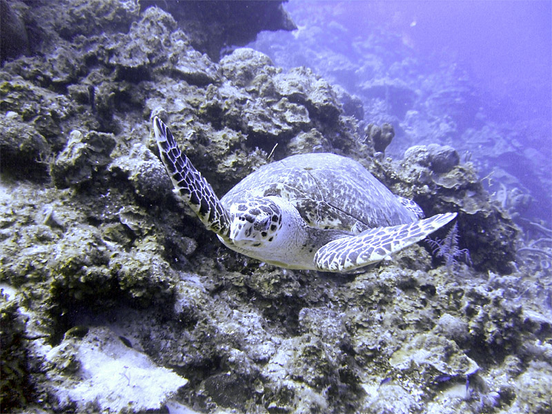 Leatherback Turtle Swimming Along Wall