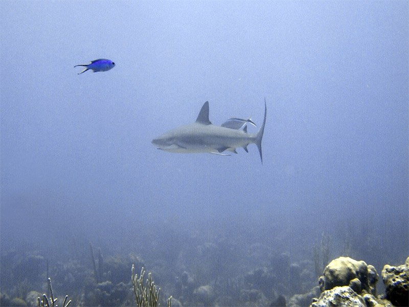 Shark with Freindly Jack  Blue Chromis