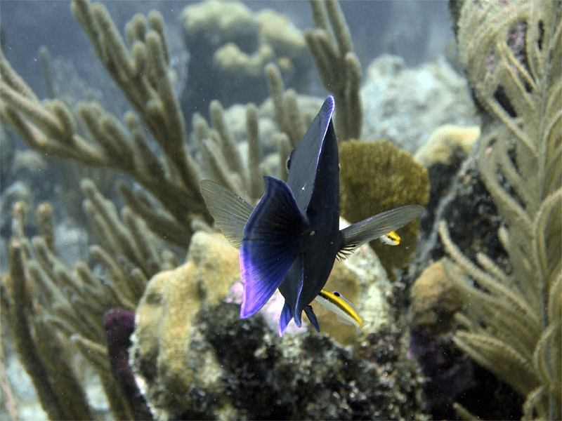 Surgeonfish Being Cleaned From Behind