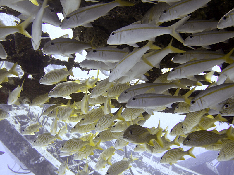 Catfish  French Grunts Sheltering