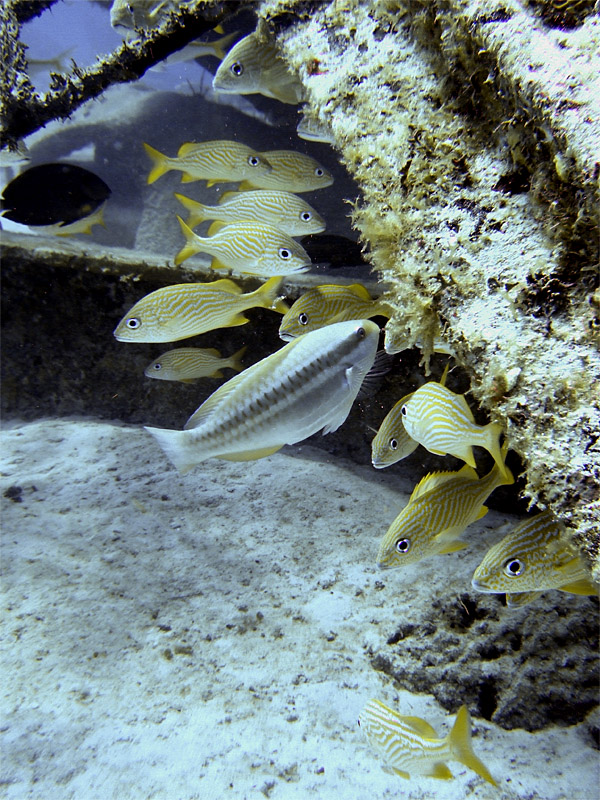 Sheltering Grunts and Parrotfish