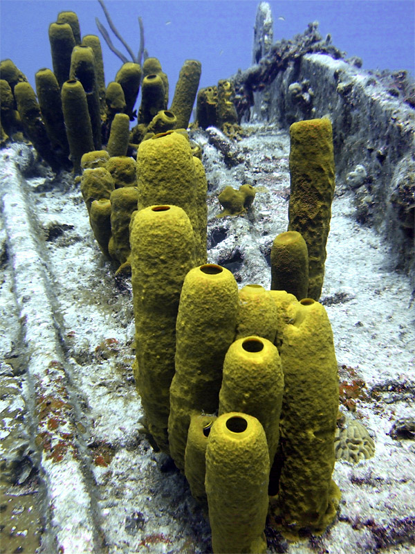 Yellow Sponge on the Thunderdome