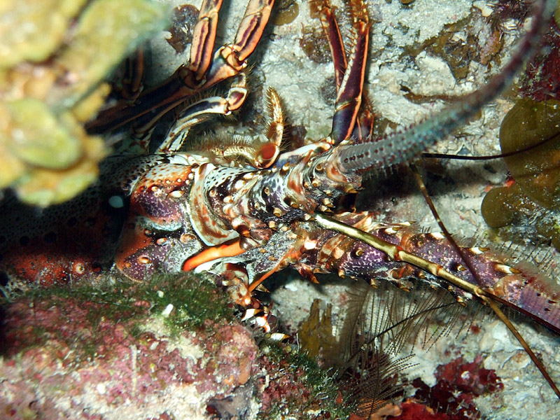 Concealed Lobster