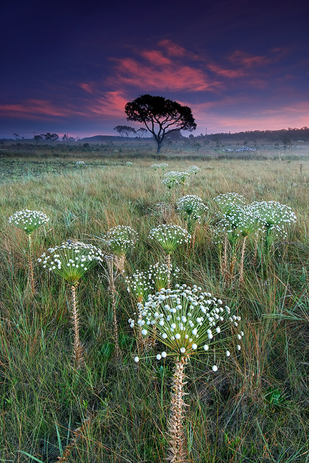 paepalanthus-at-sunset2.jpg