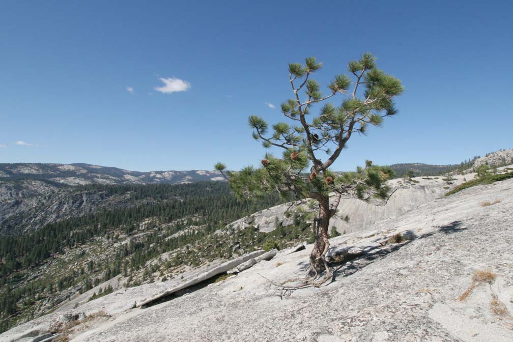 Another lonely pine tree and a lonely cloud