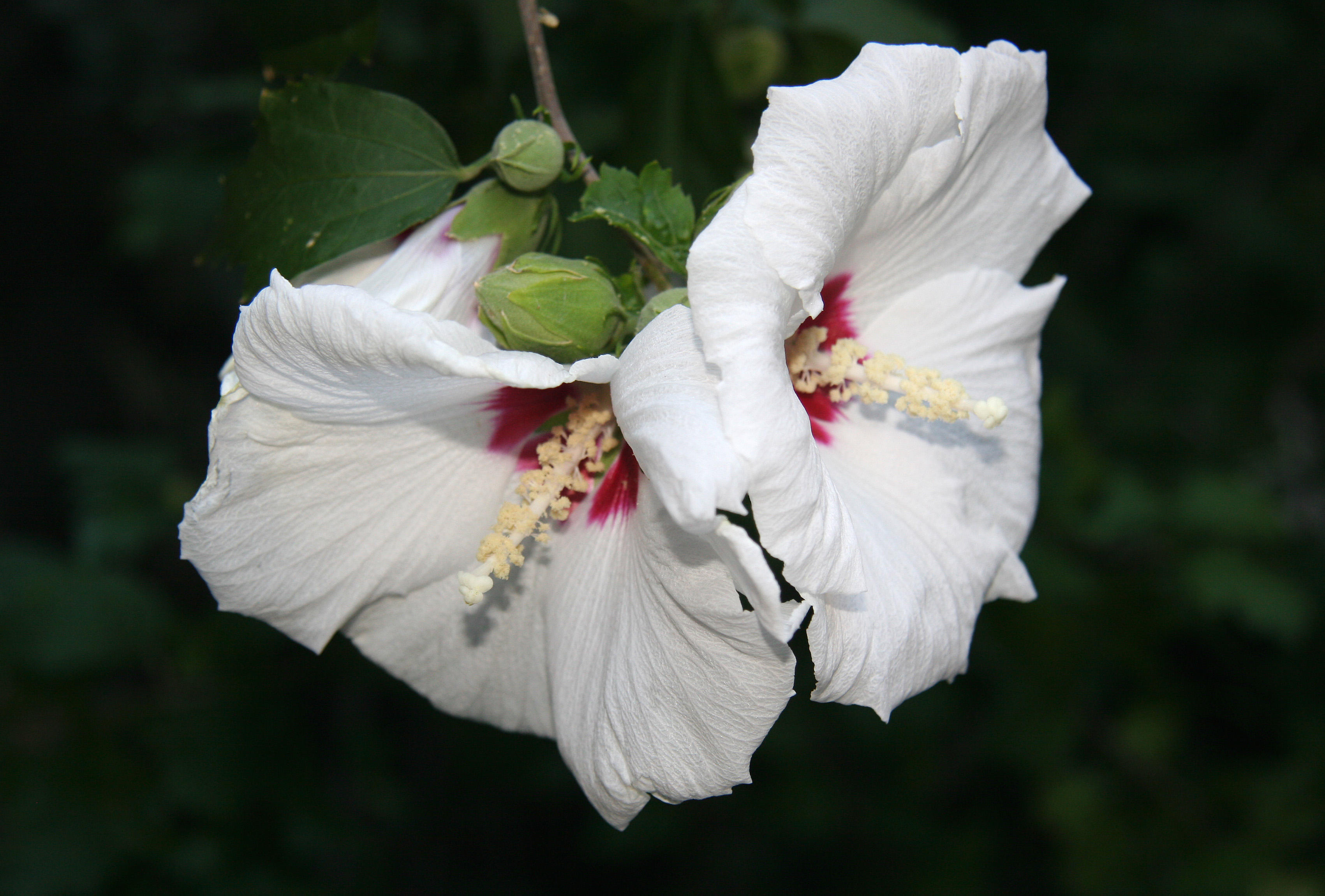 Hibiscus Blossoms