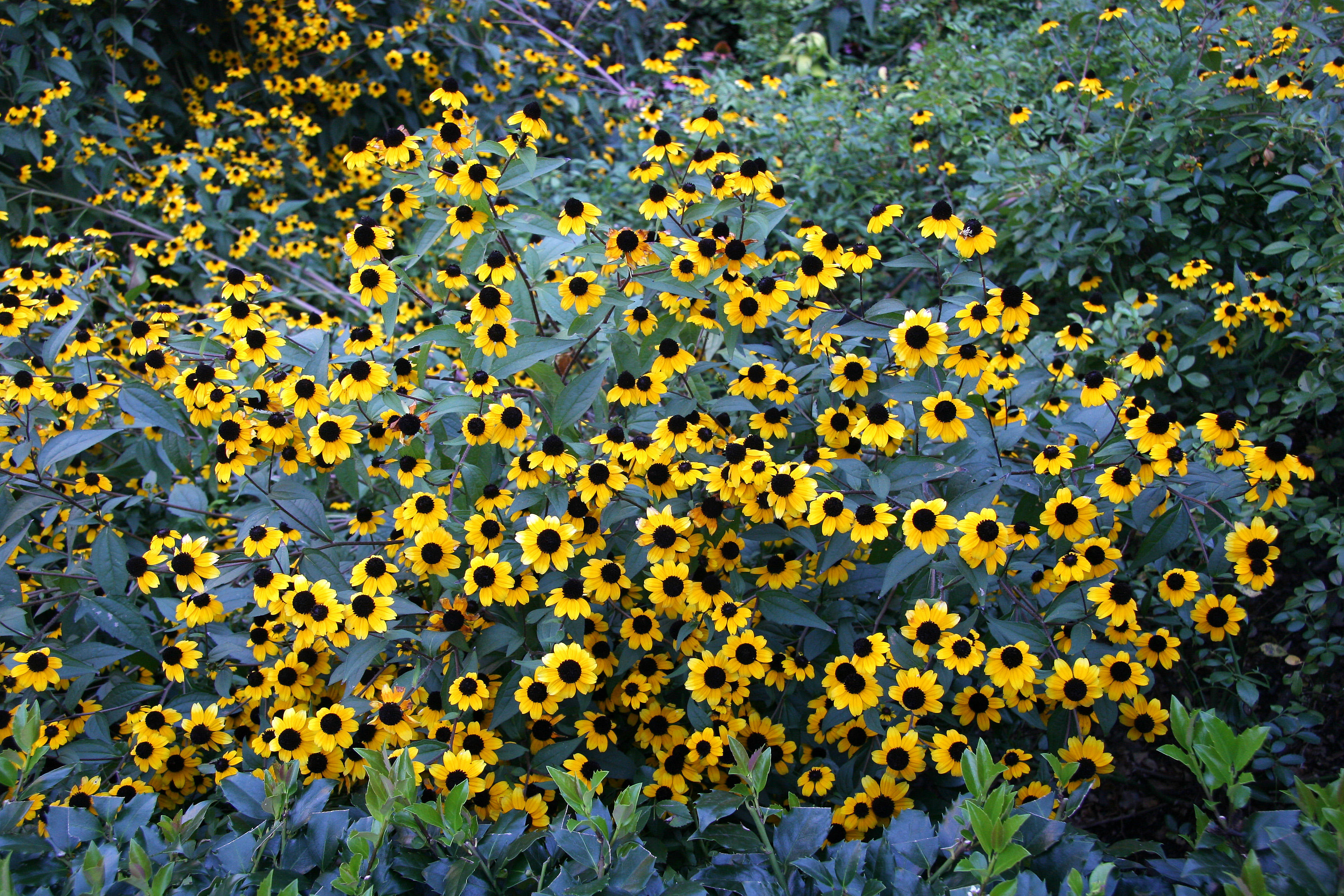 Blackeyed Susans