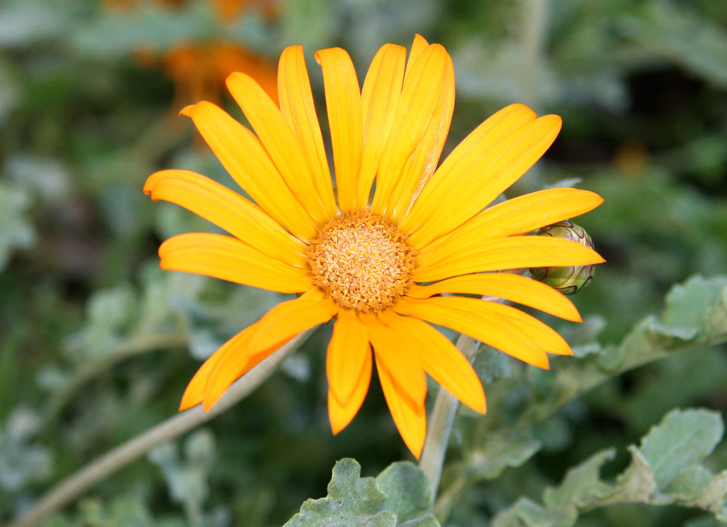 Aster