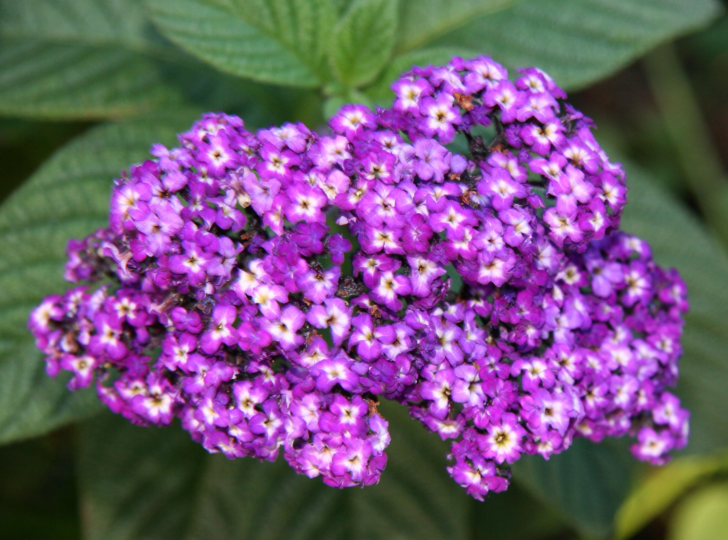 Heliotrope Blossoms