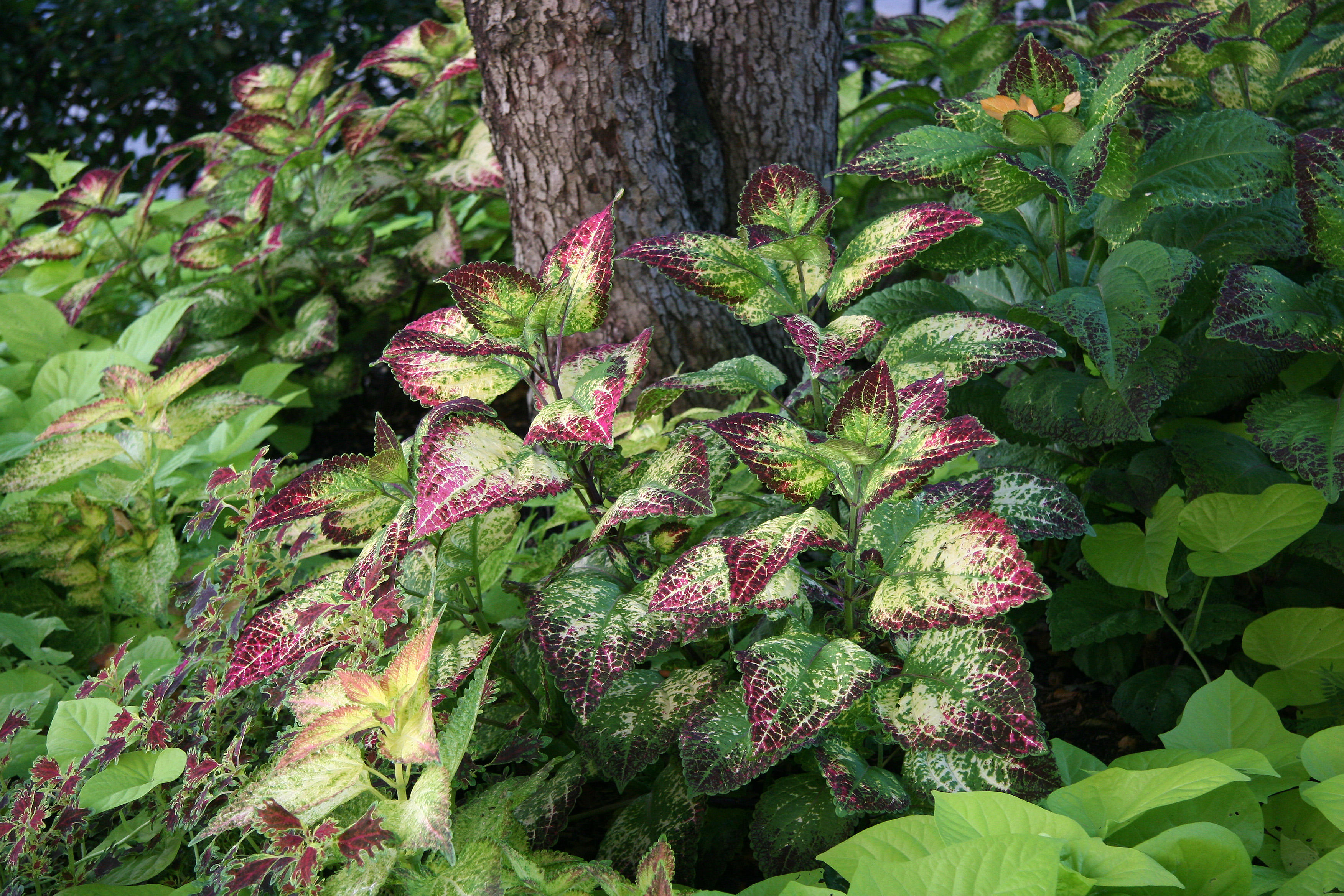 Ground Cover - Coleus & Sweet Potato Foliage