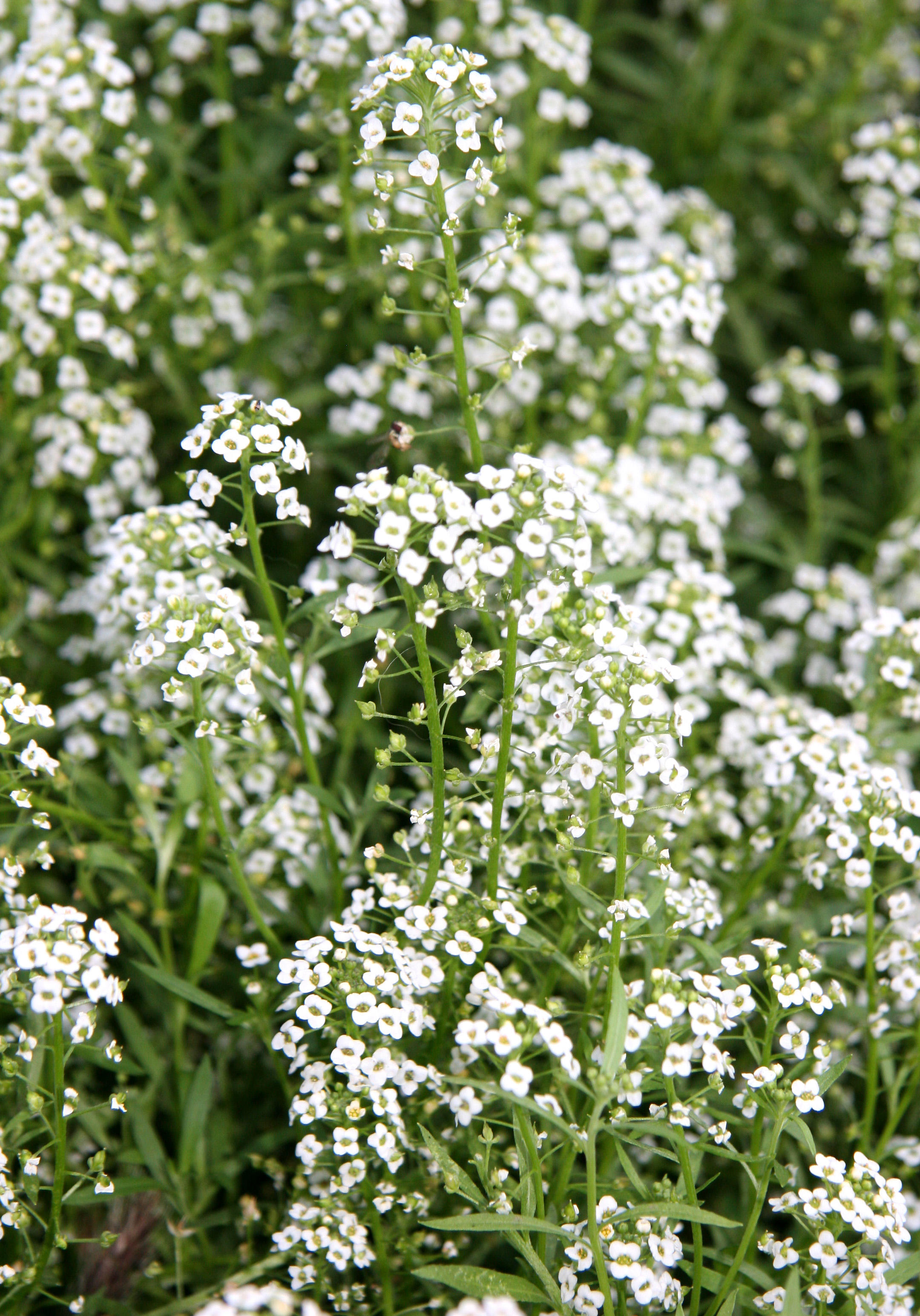 Alyssum Blossoms - Community Garden