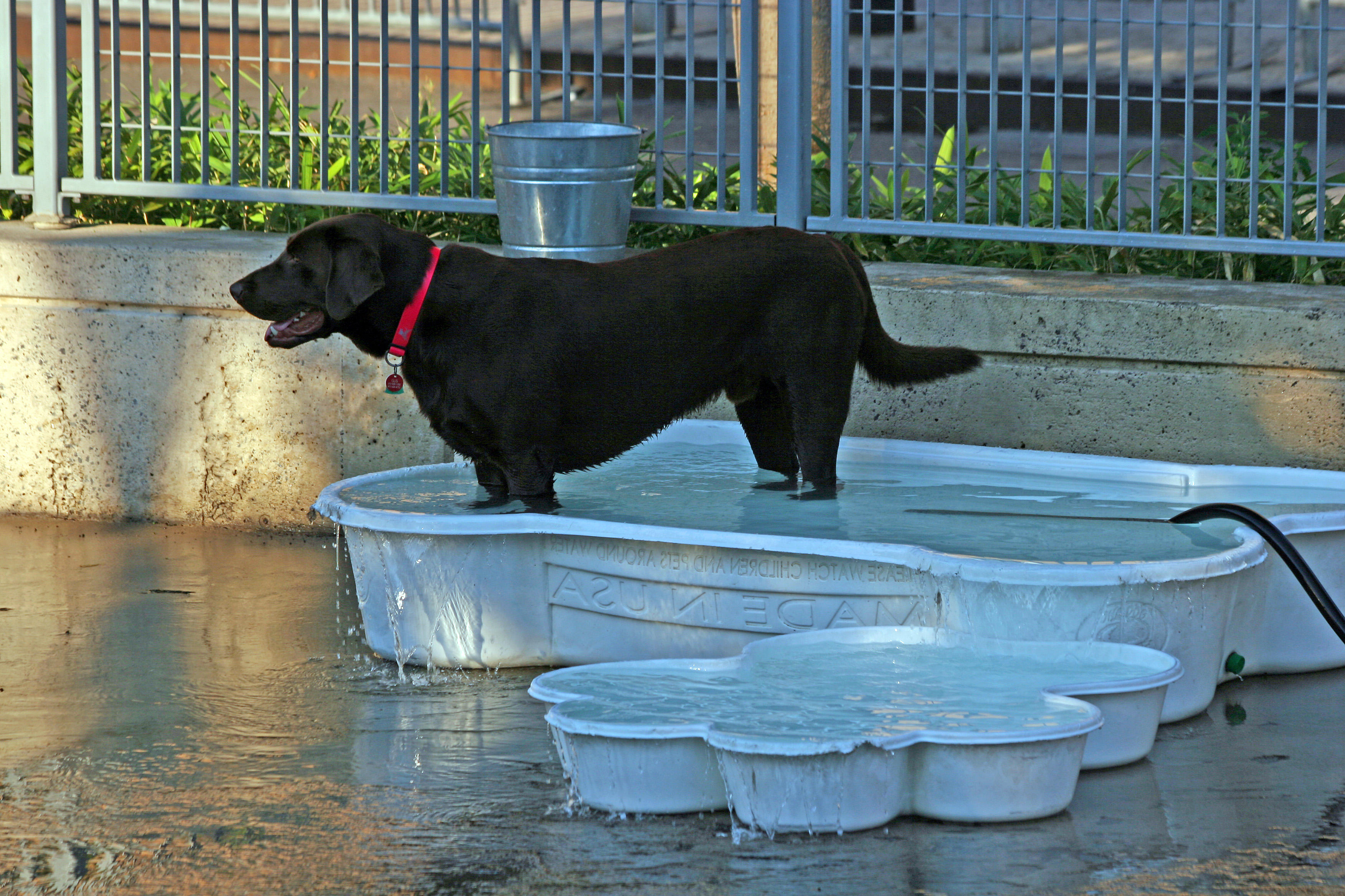 Taking a Dip at the Dog Run