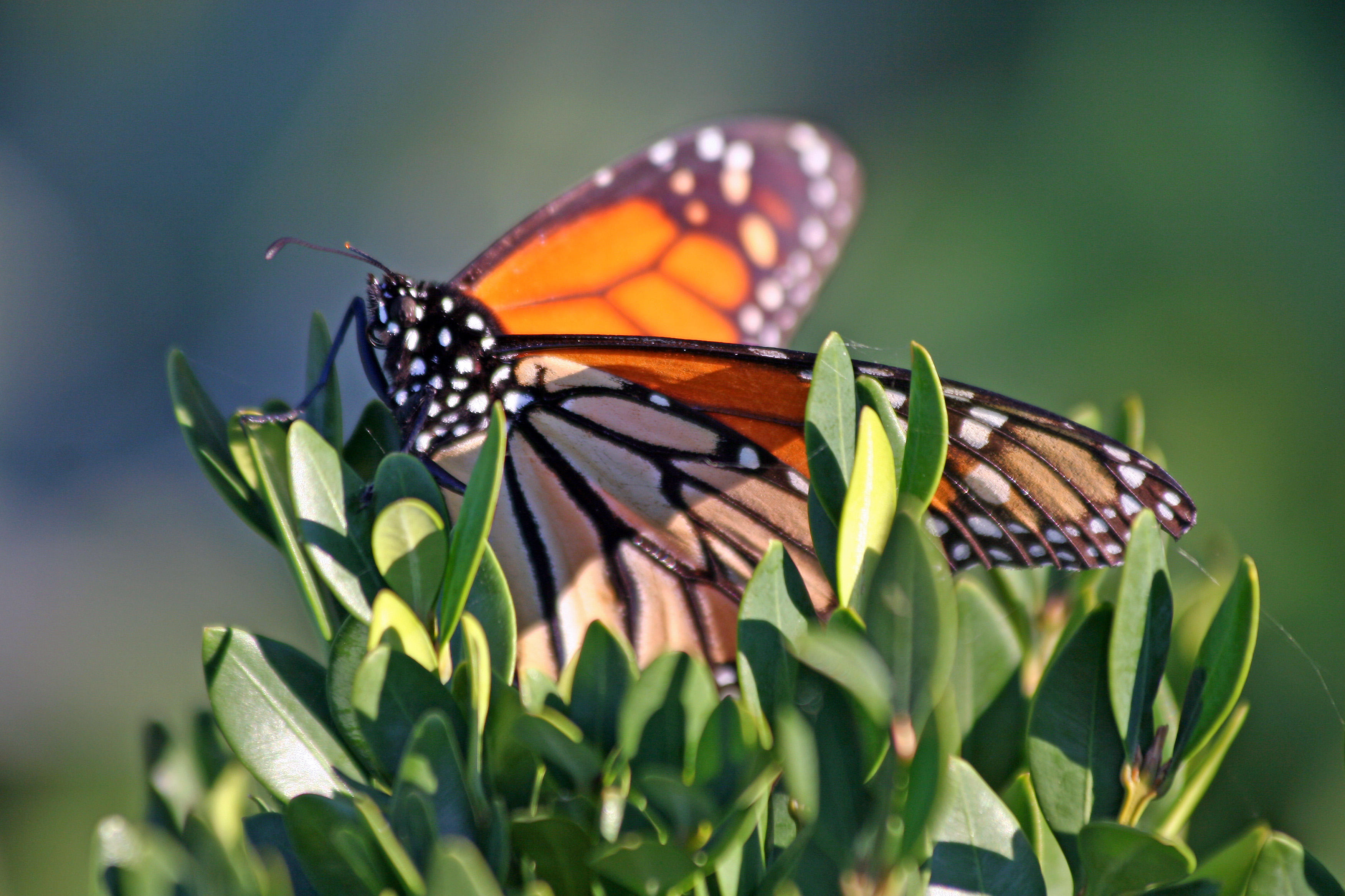Monarch & Butterfly Bush