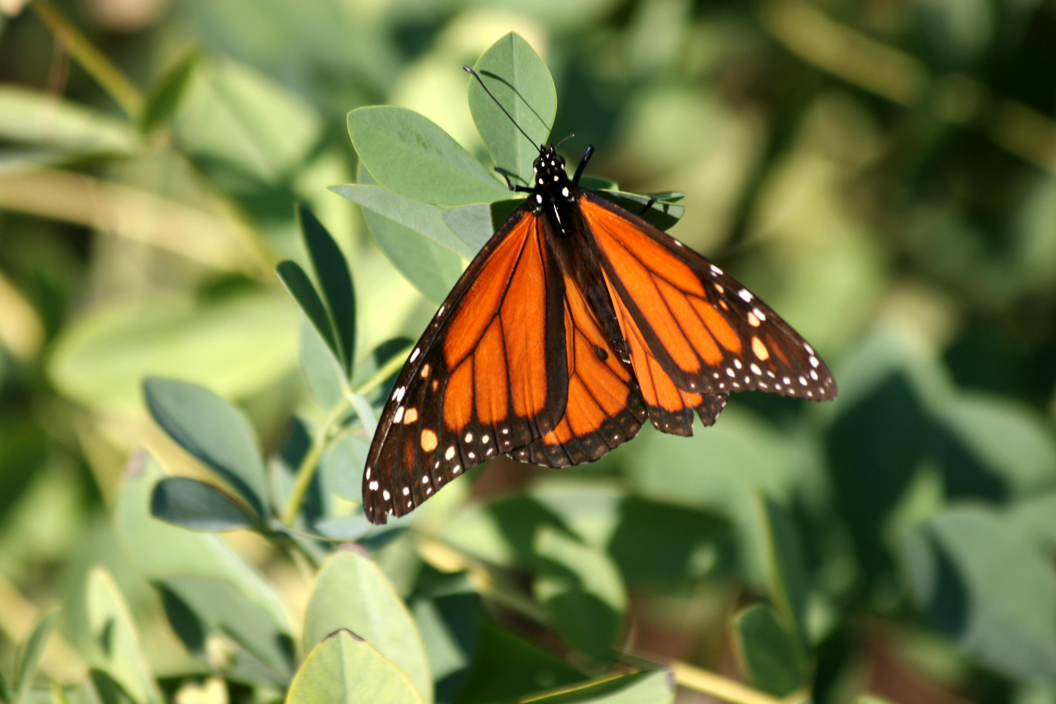 Monarch & Butterfly Bush