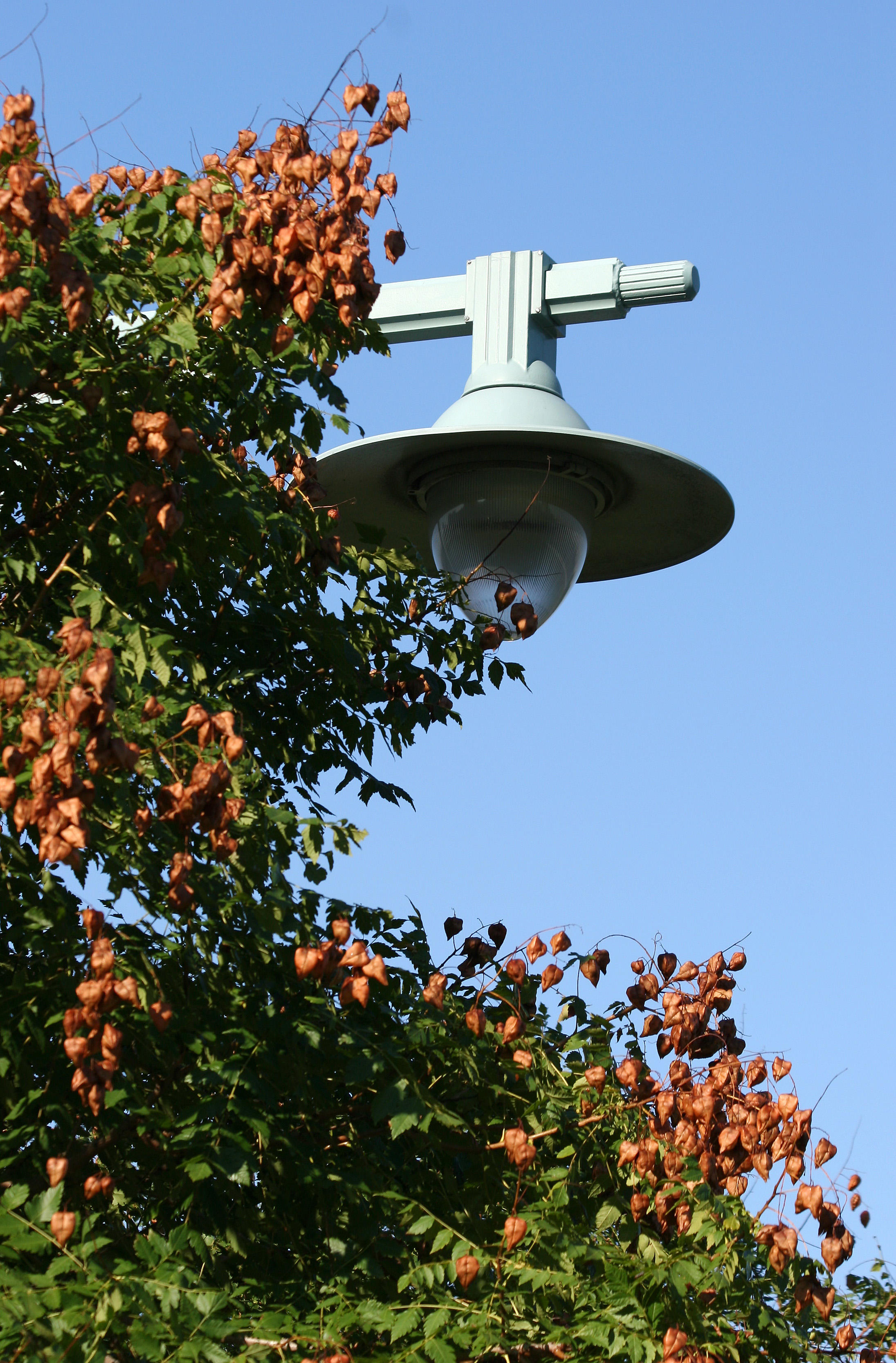 Golden Rain Tree Seed Pods