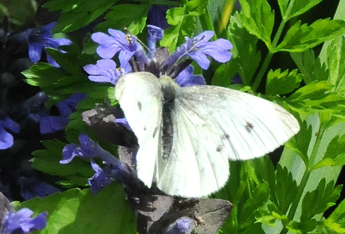 90th Street Community Garden