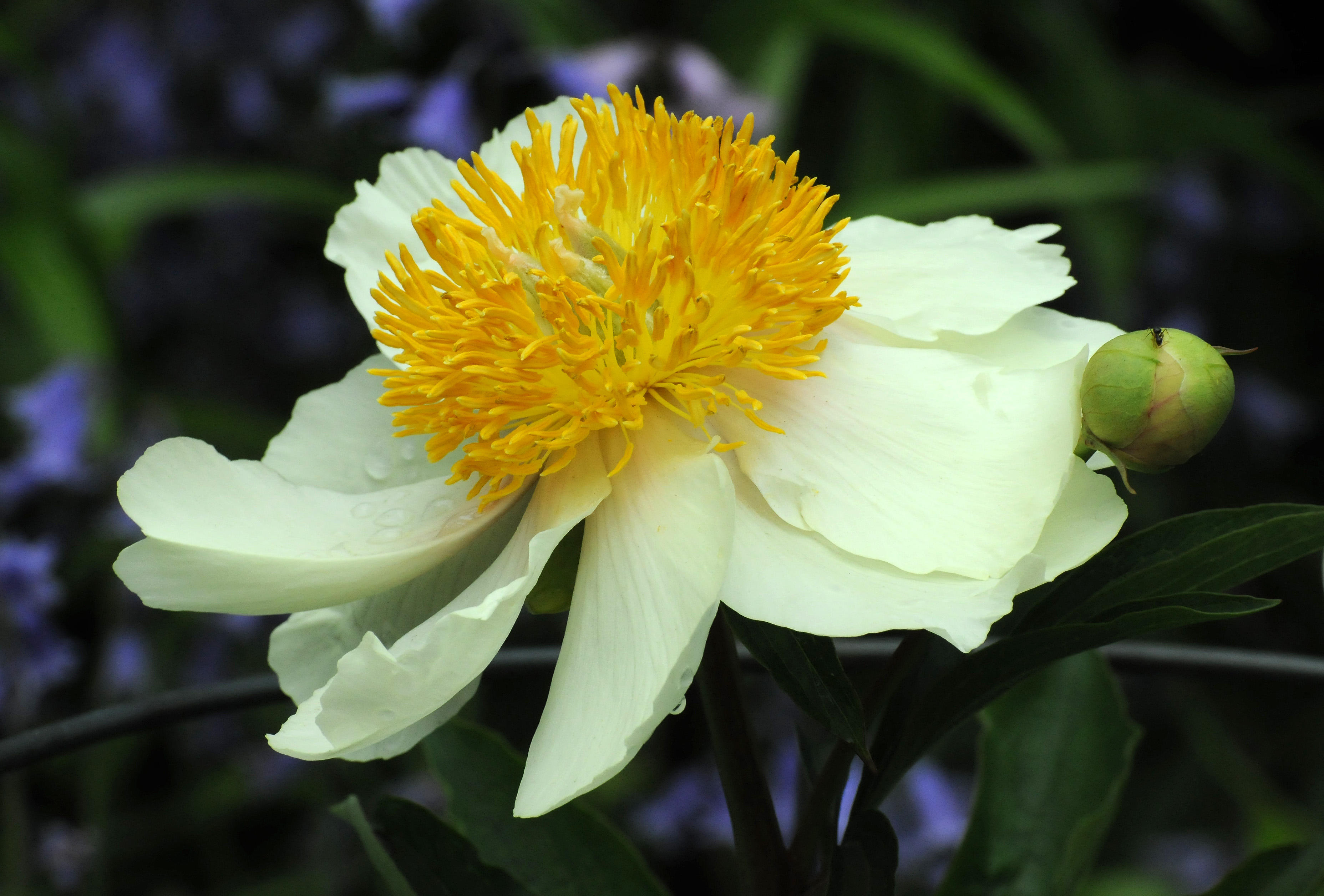 Peony Blossom with an Ant on a Bud