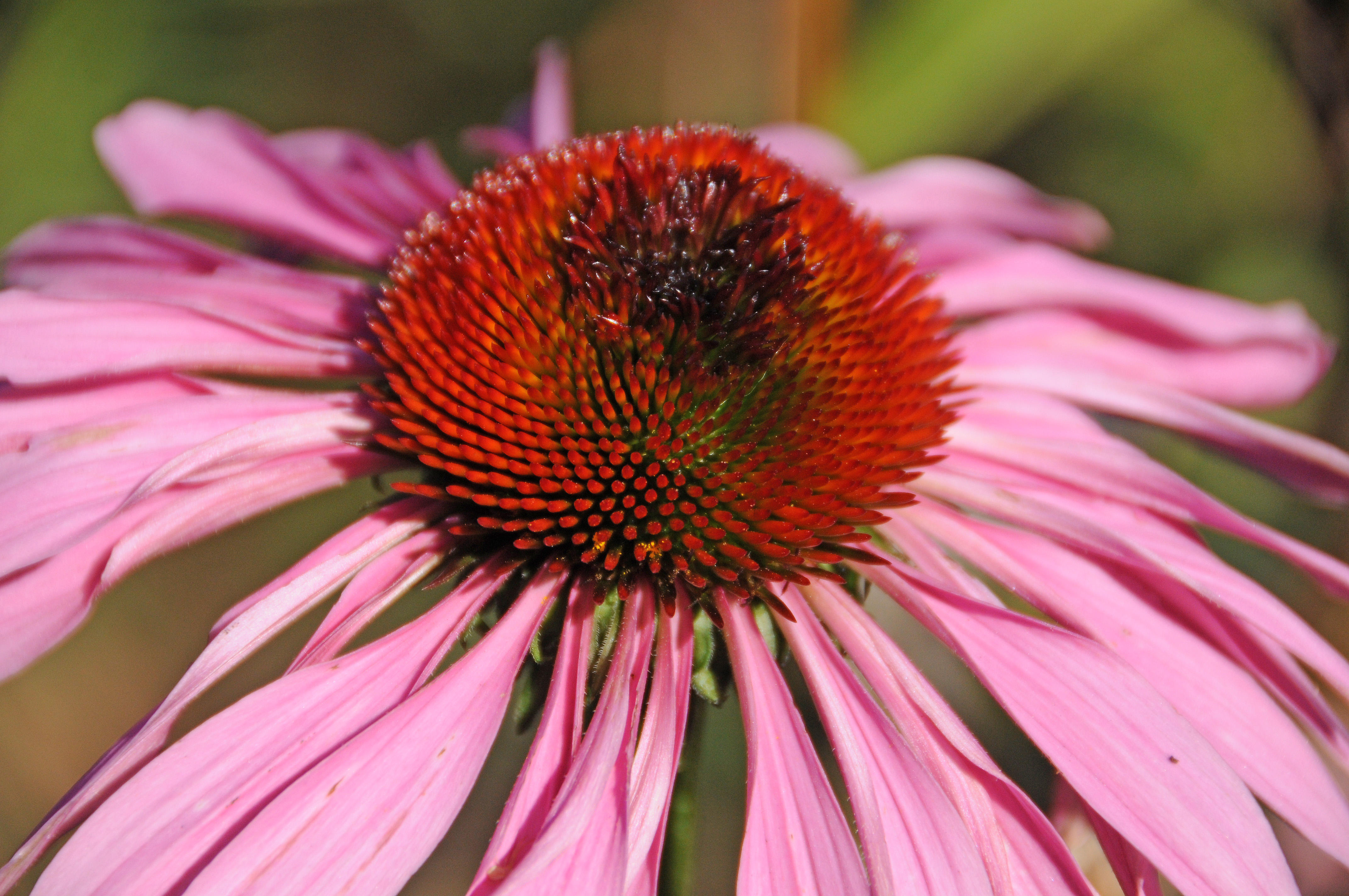 DSC_5301.JPG