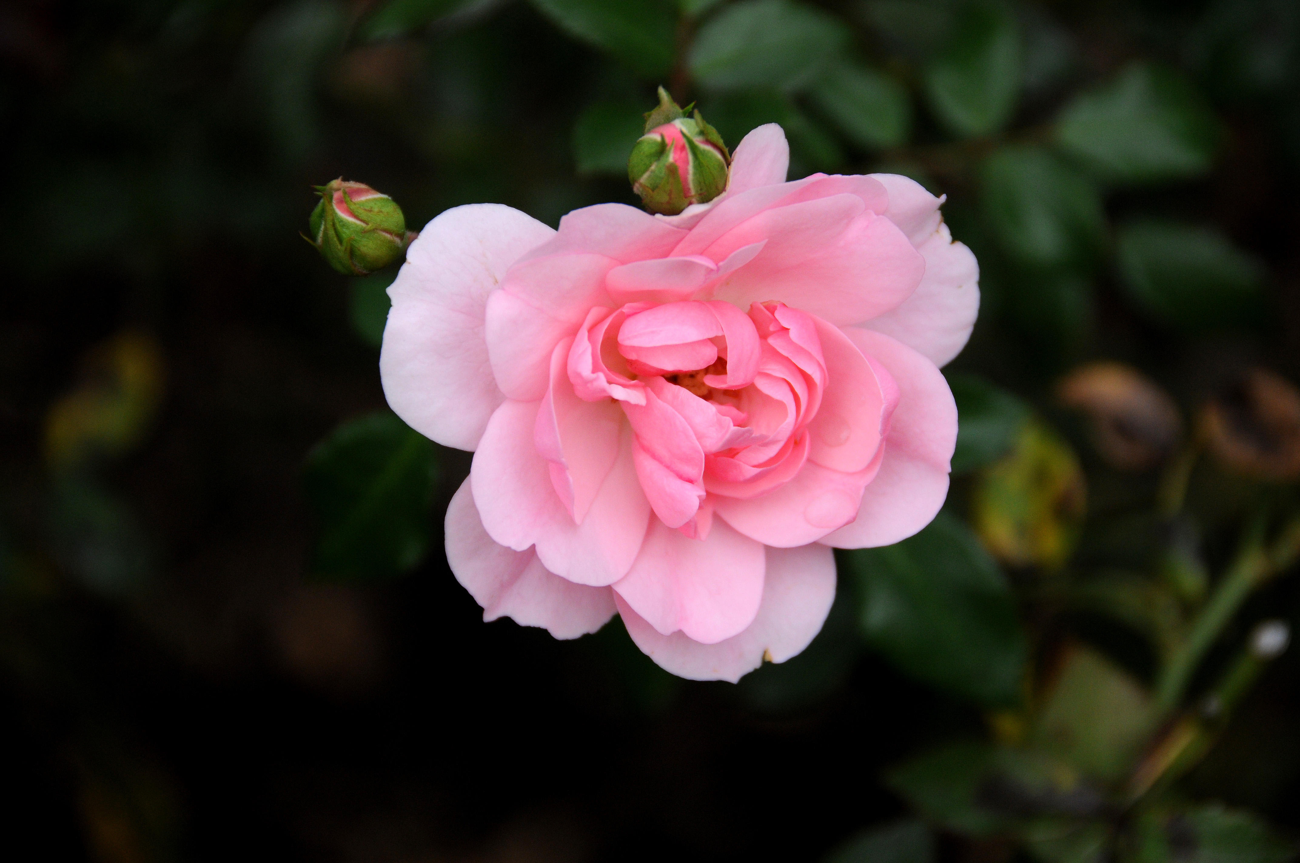 DSC_6405.JPG