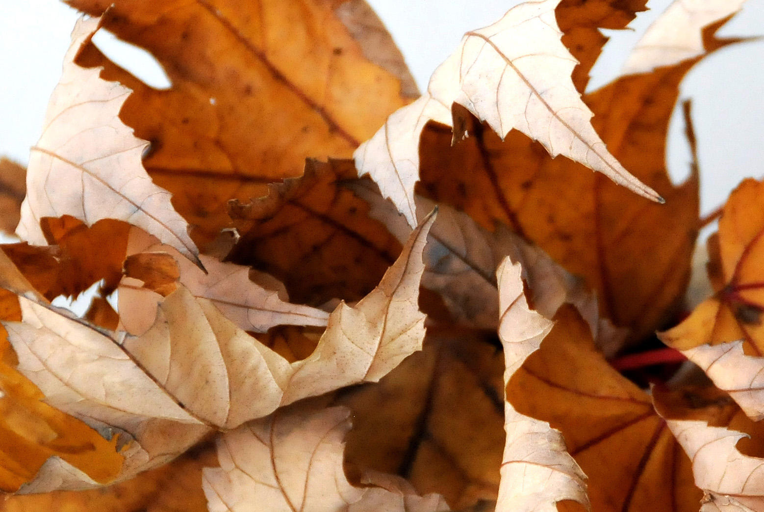 Maple Leaves