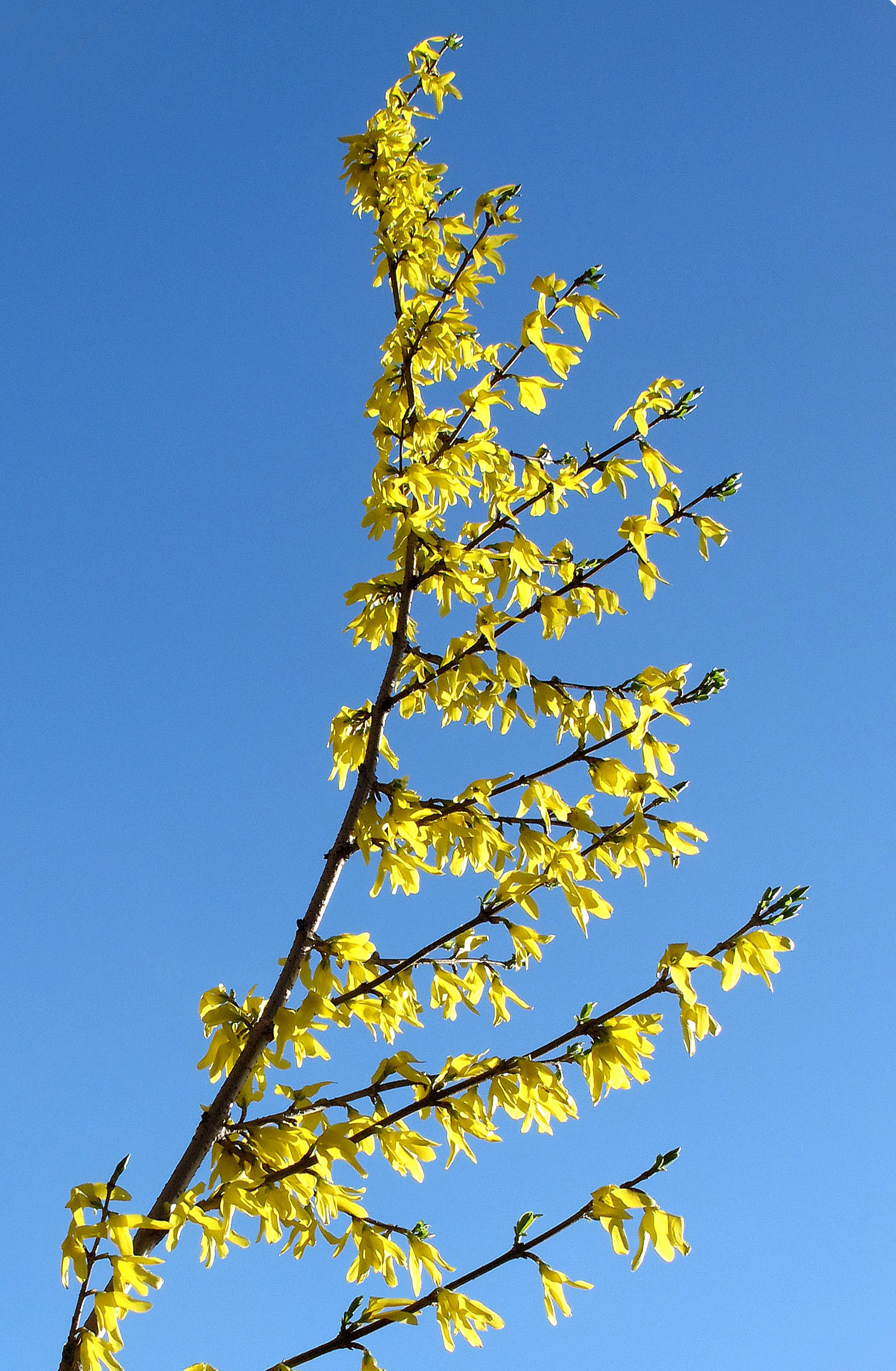 Forsythia