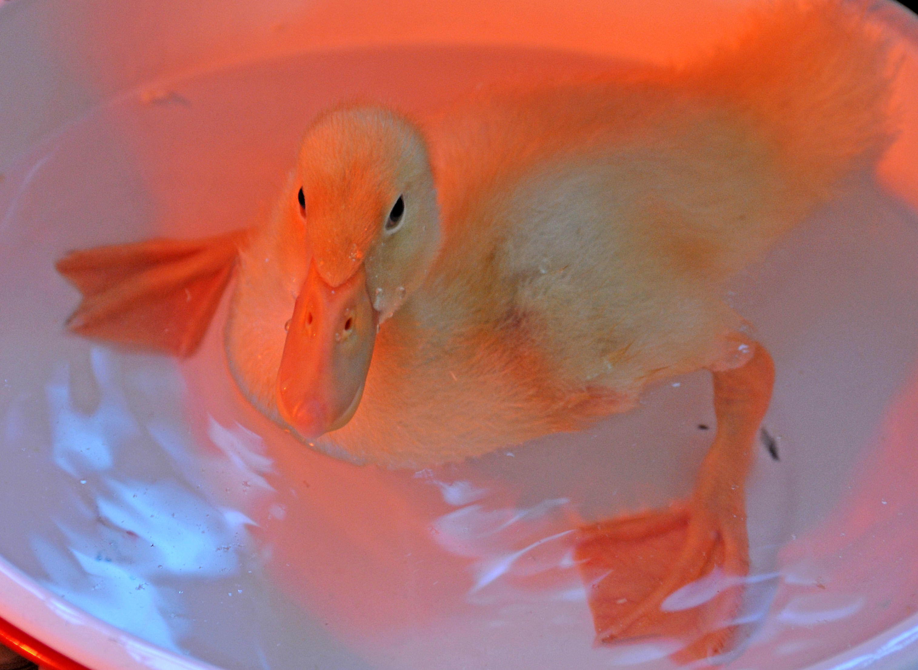 Duckling Day at Waldorf School Kindergarten Class