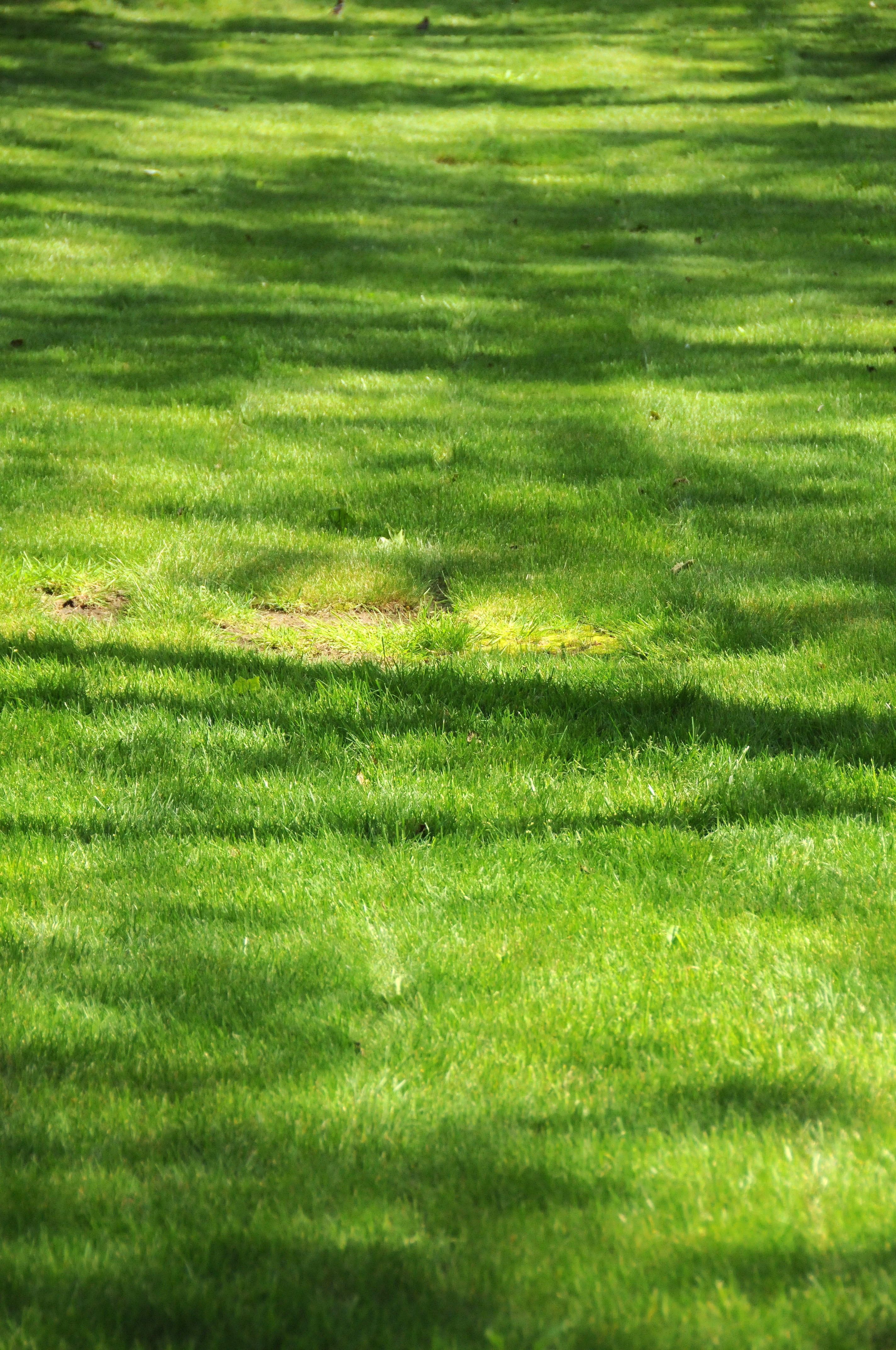 Sycamore Tree Shadows