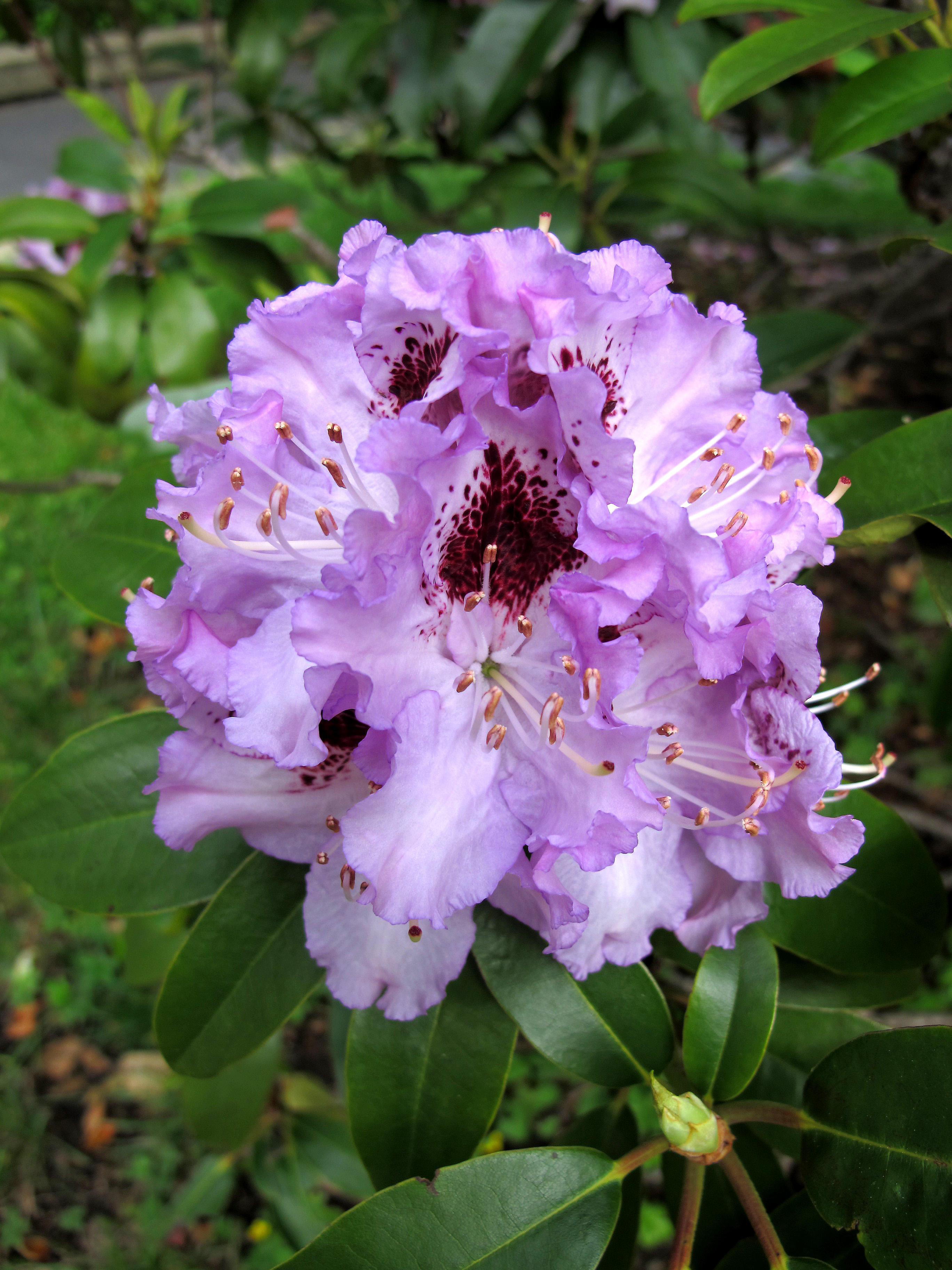 Rhododendron