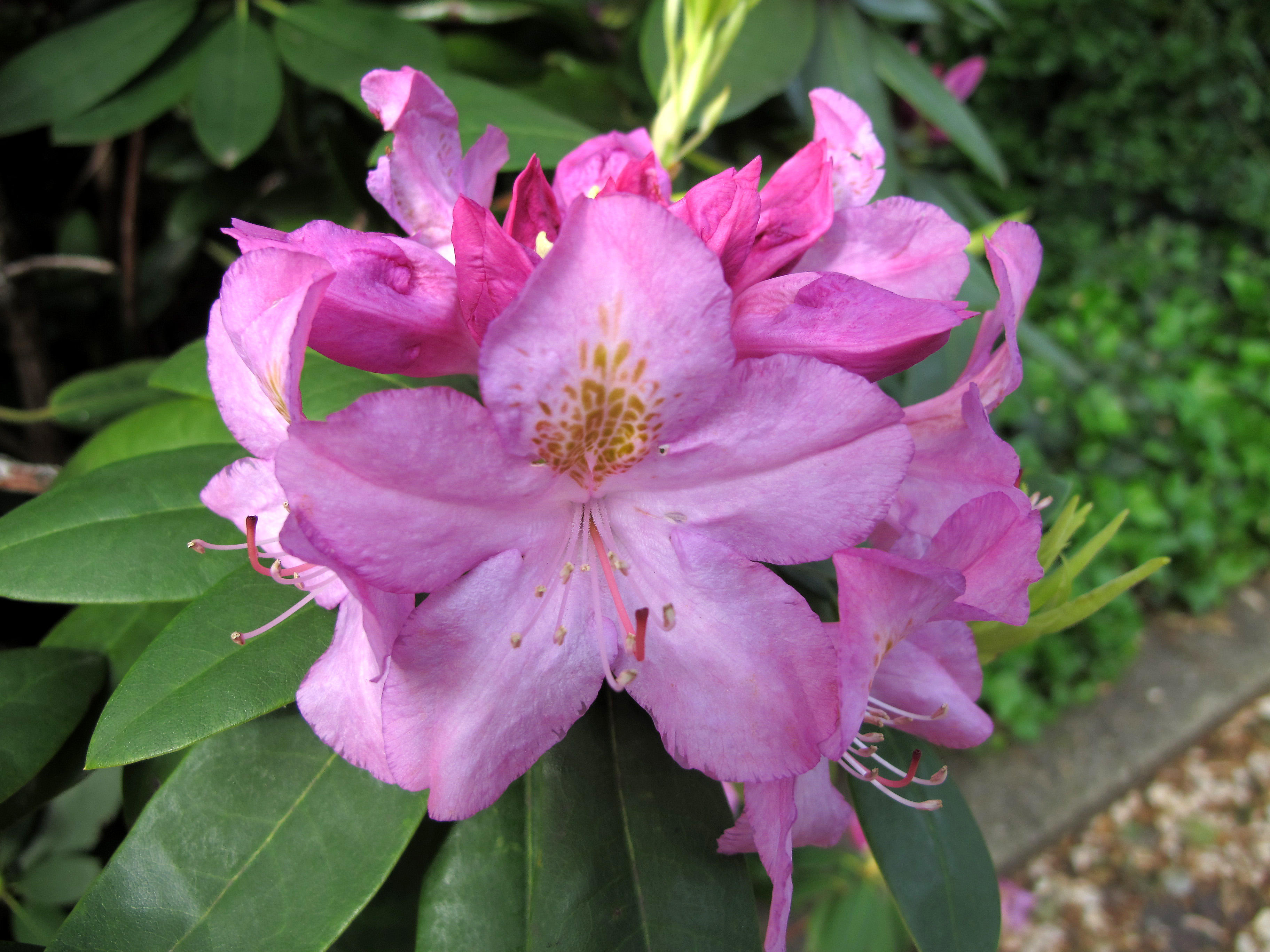 Rhododendron Blossoms