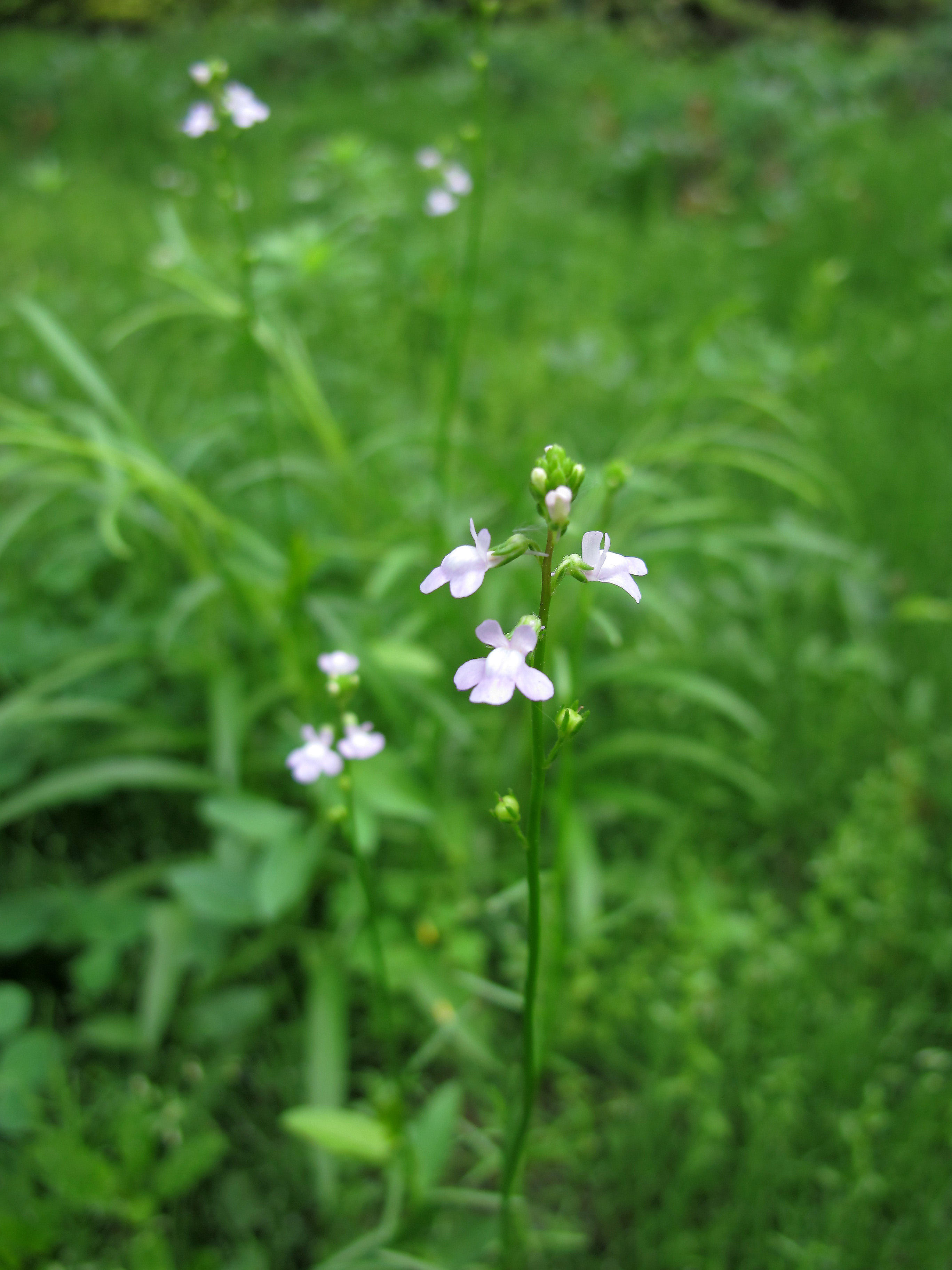 Grass Blossoms