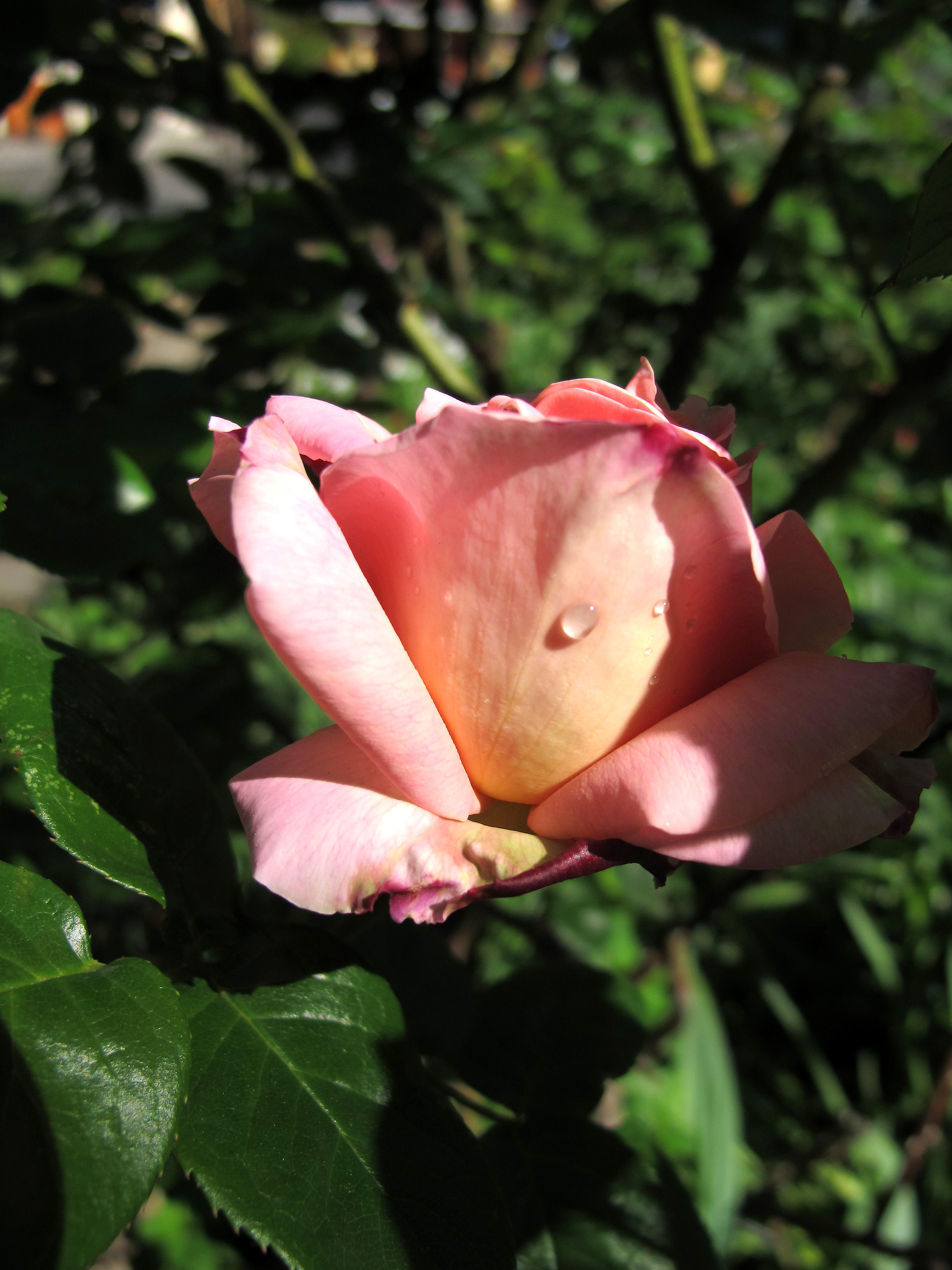 Chicago Peace Rose Bud