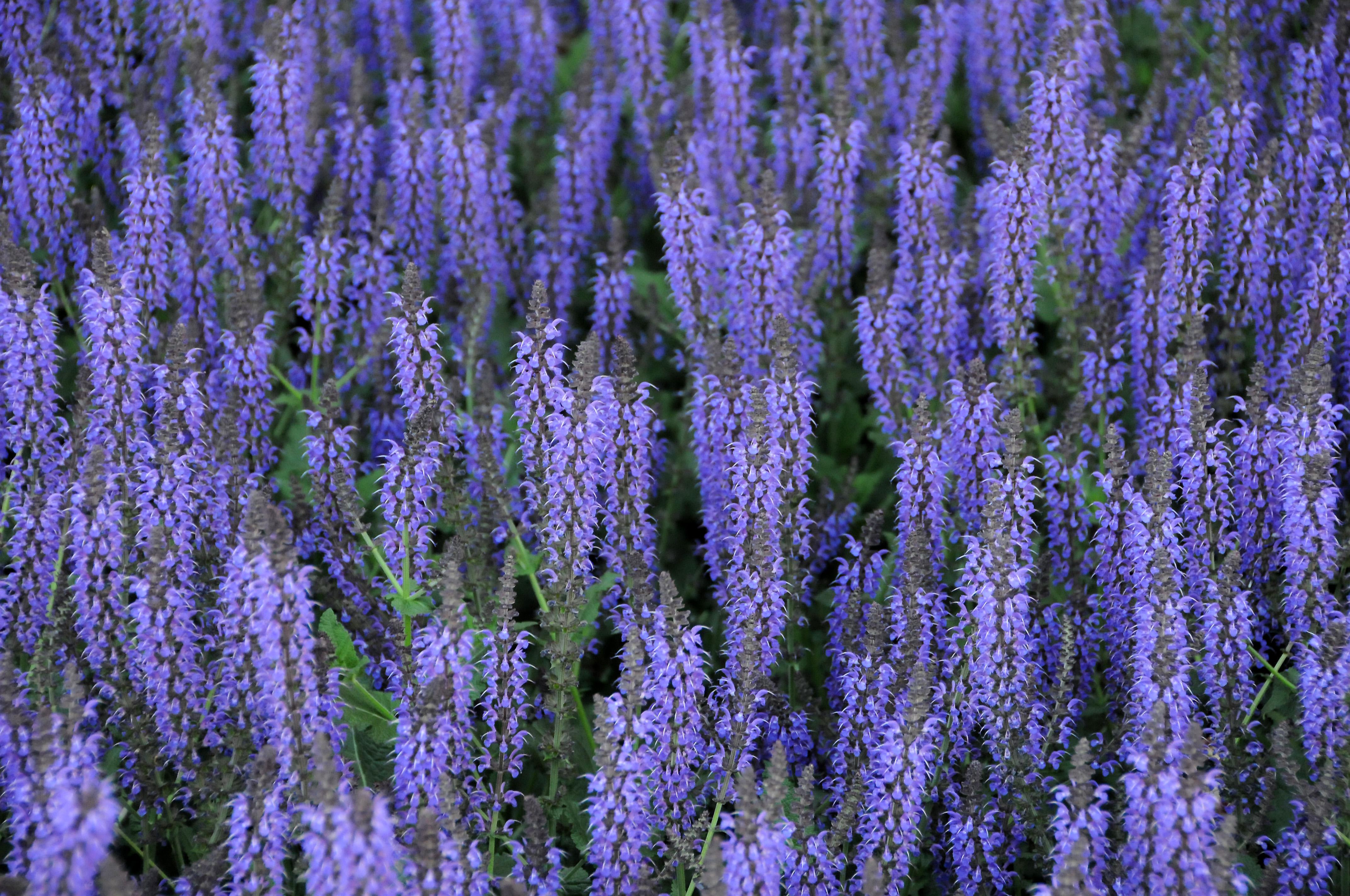 Blue Salvia Flower Bed