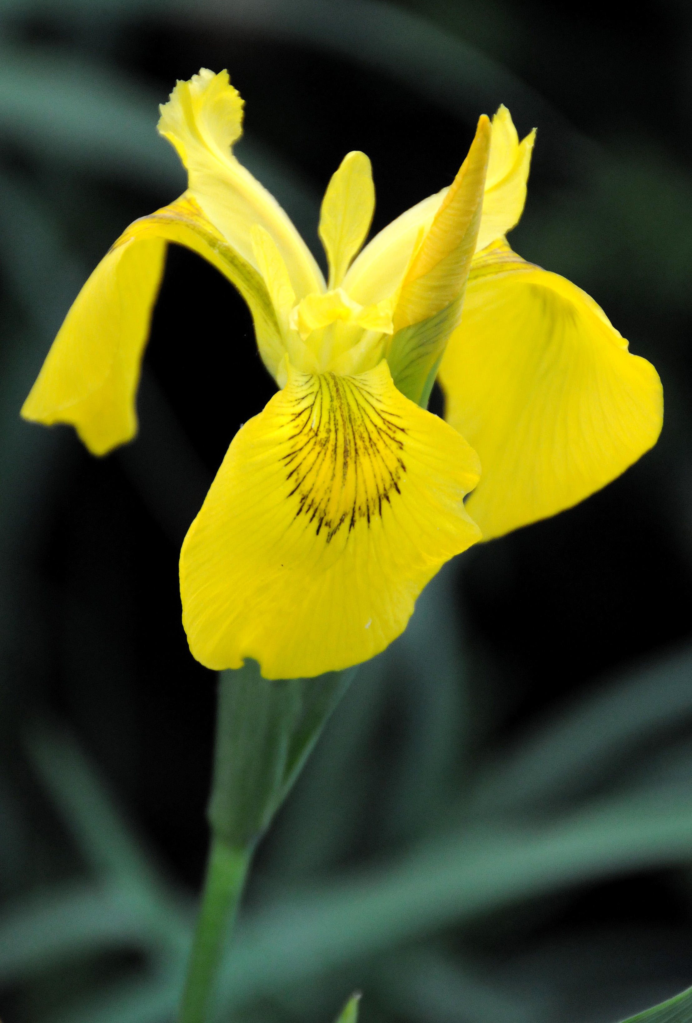 Yellow Iris
