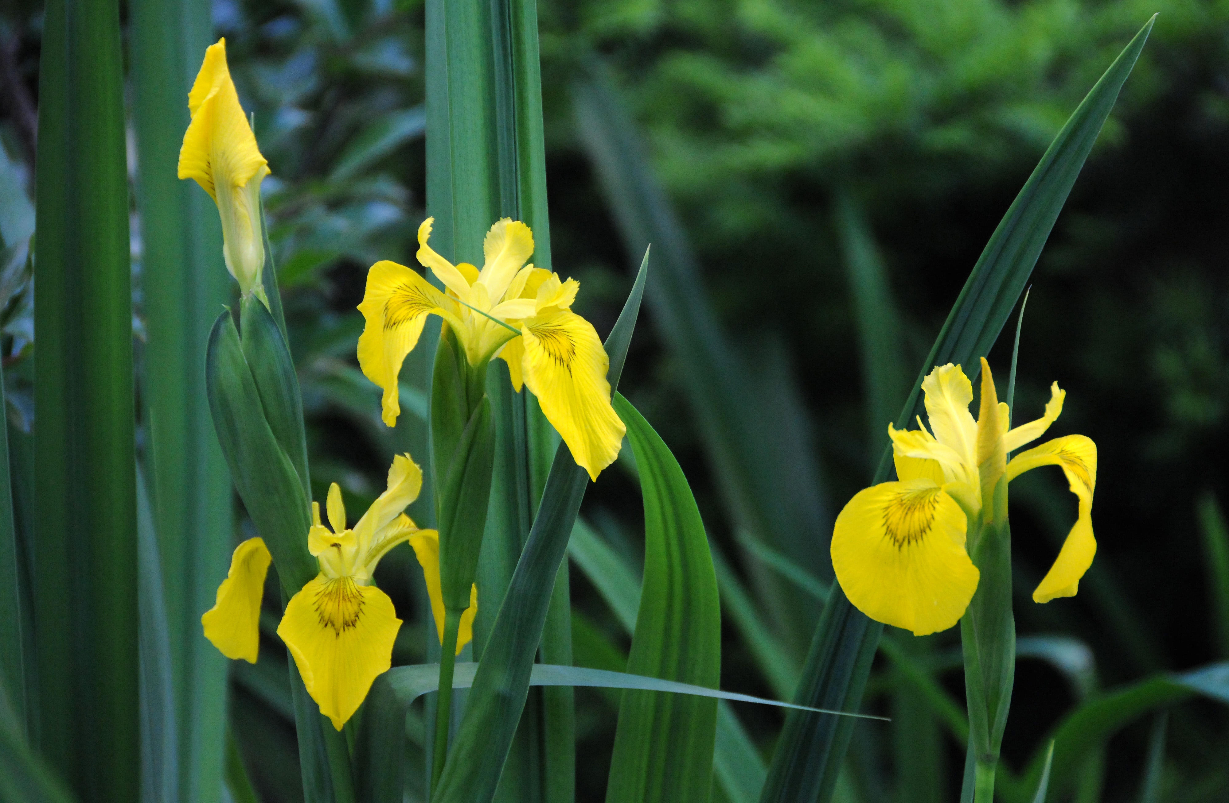 Yellow Iris