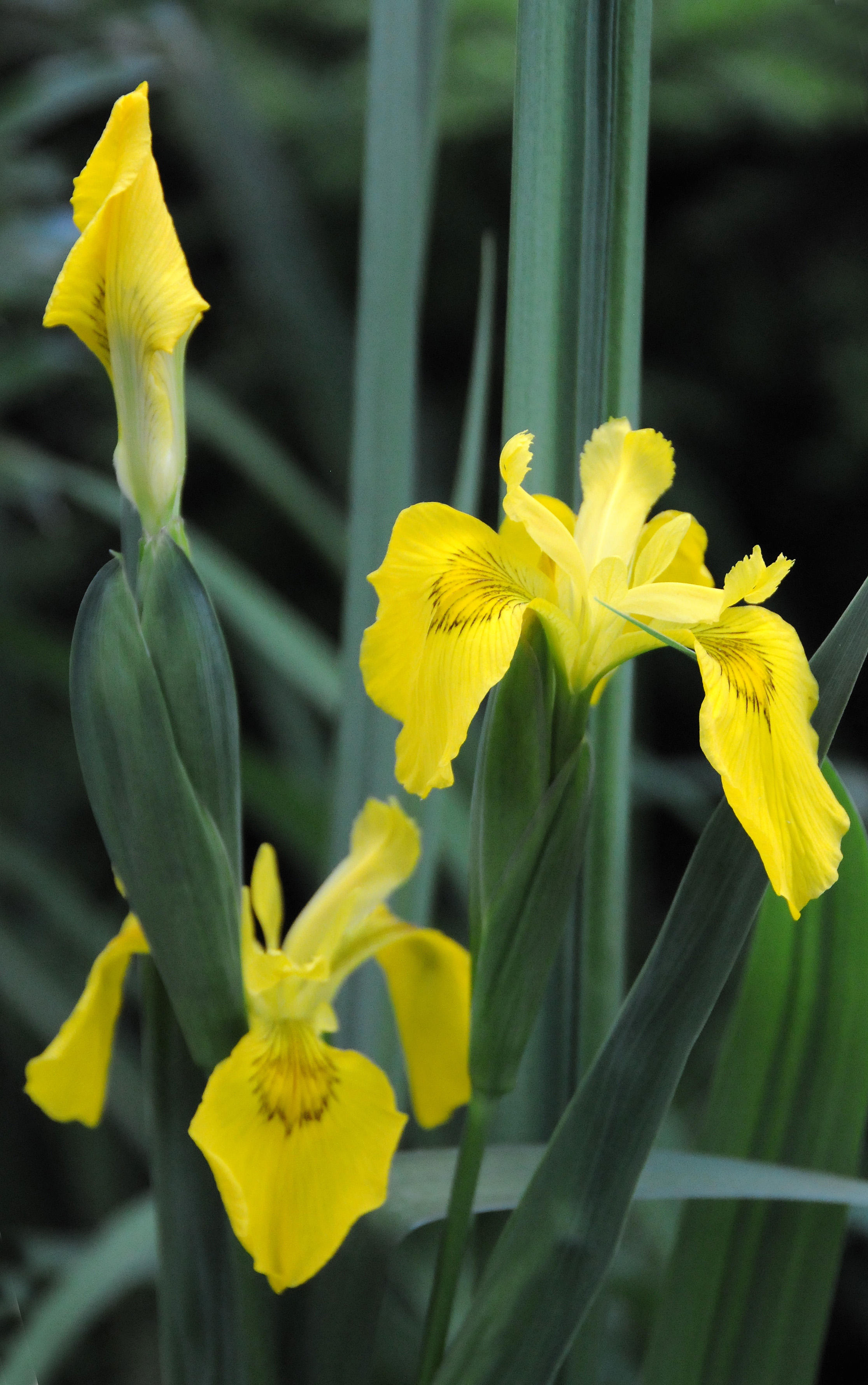 Yellow Iris