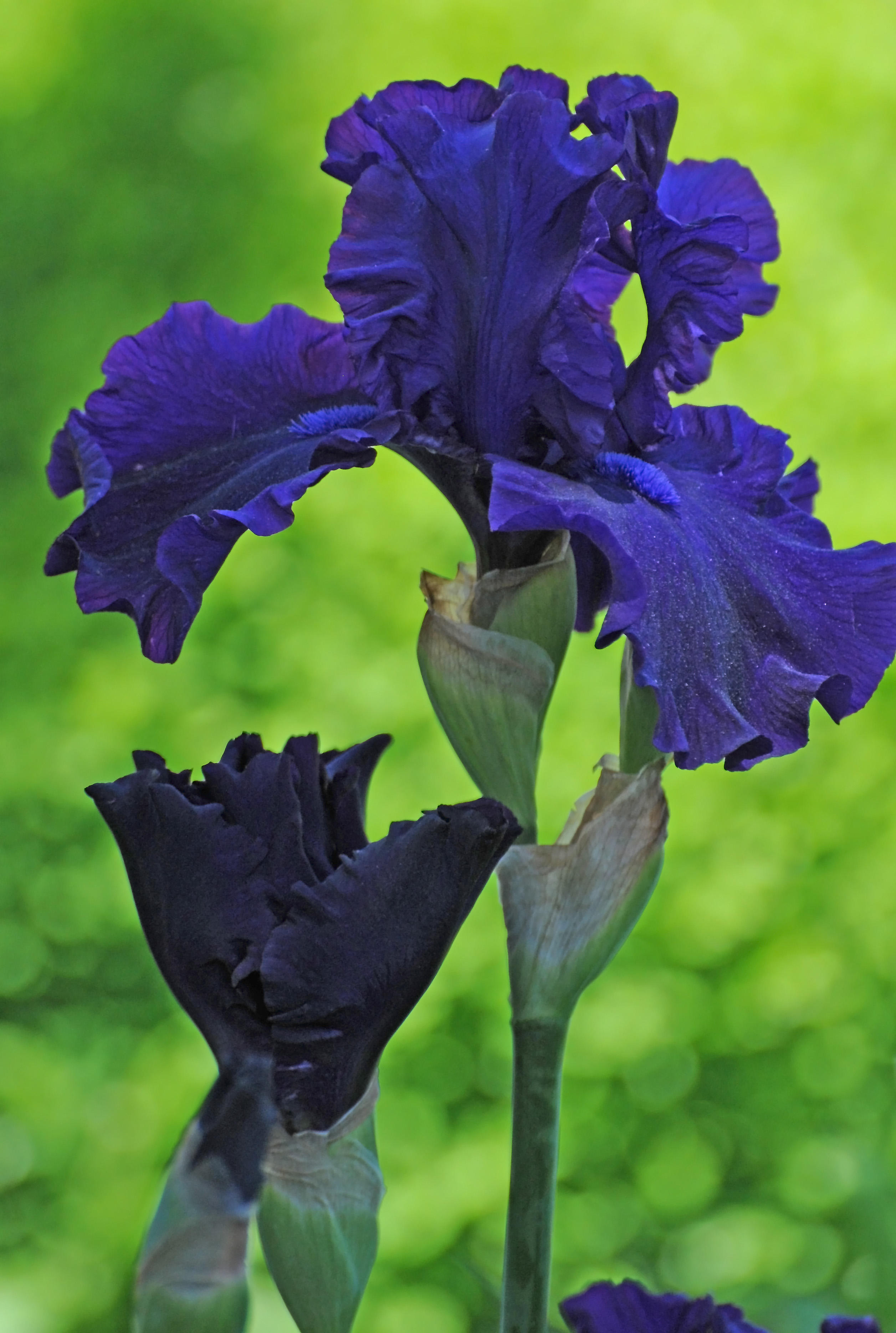 DSC_9249.JPG