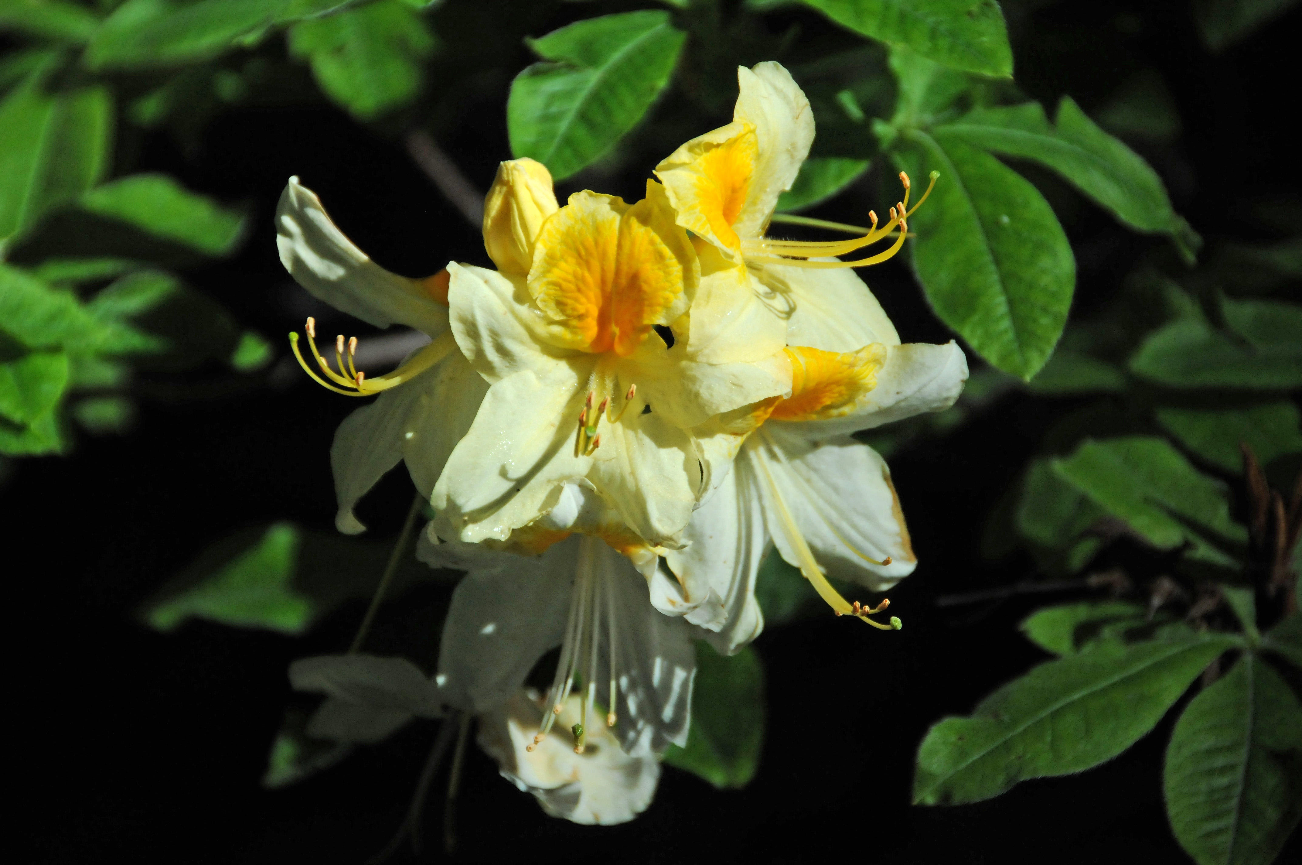 DSC_9401.JPG