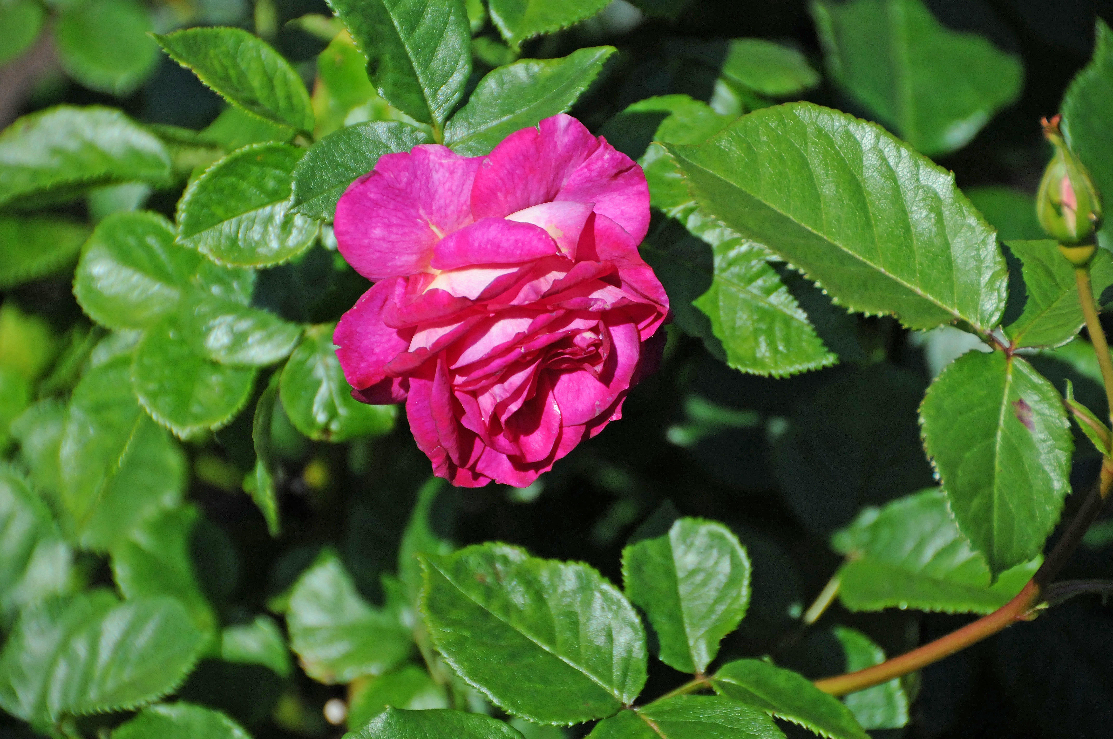 DSC_9484.JPG