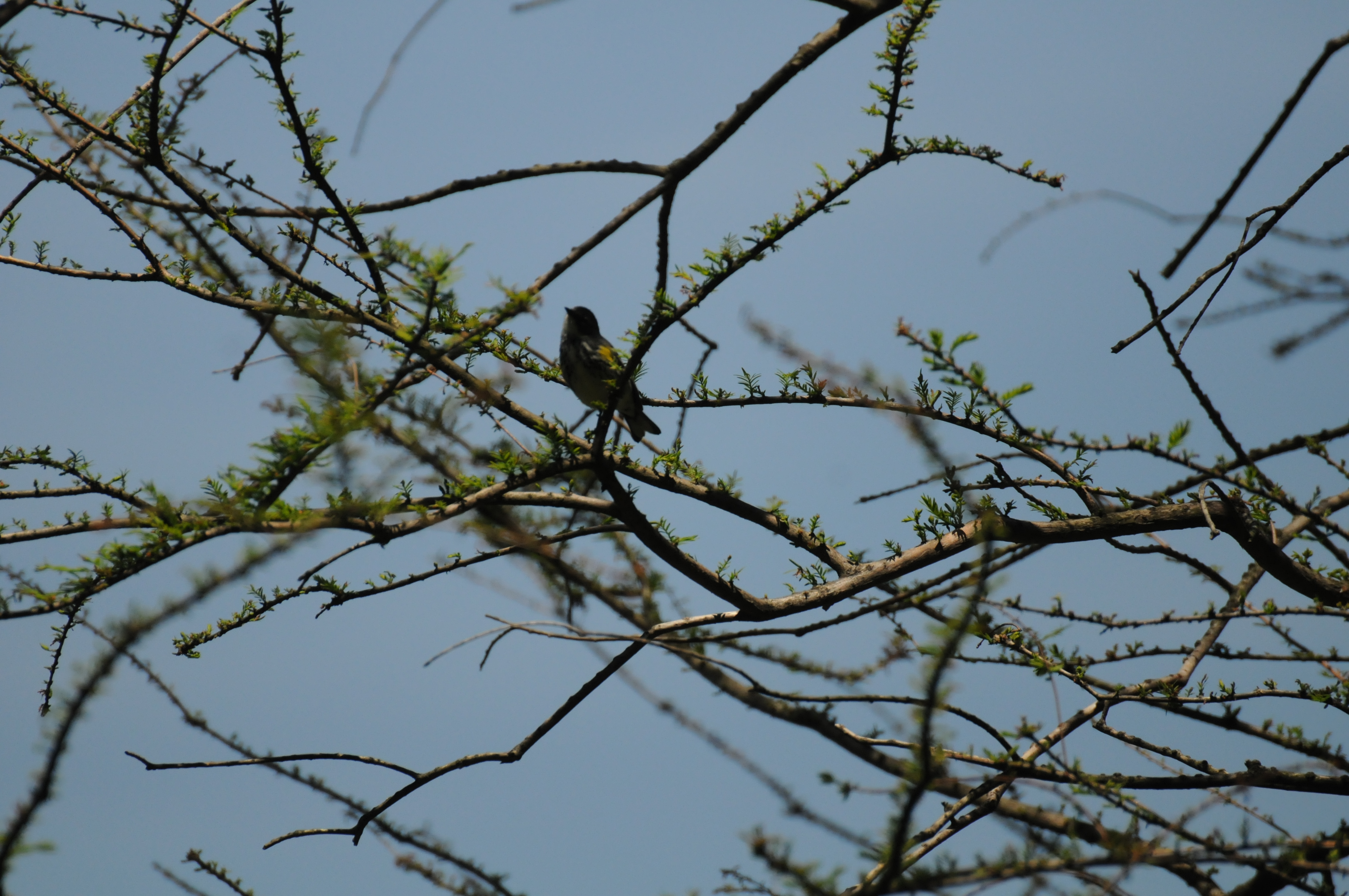 DSC_9649.JPG