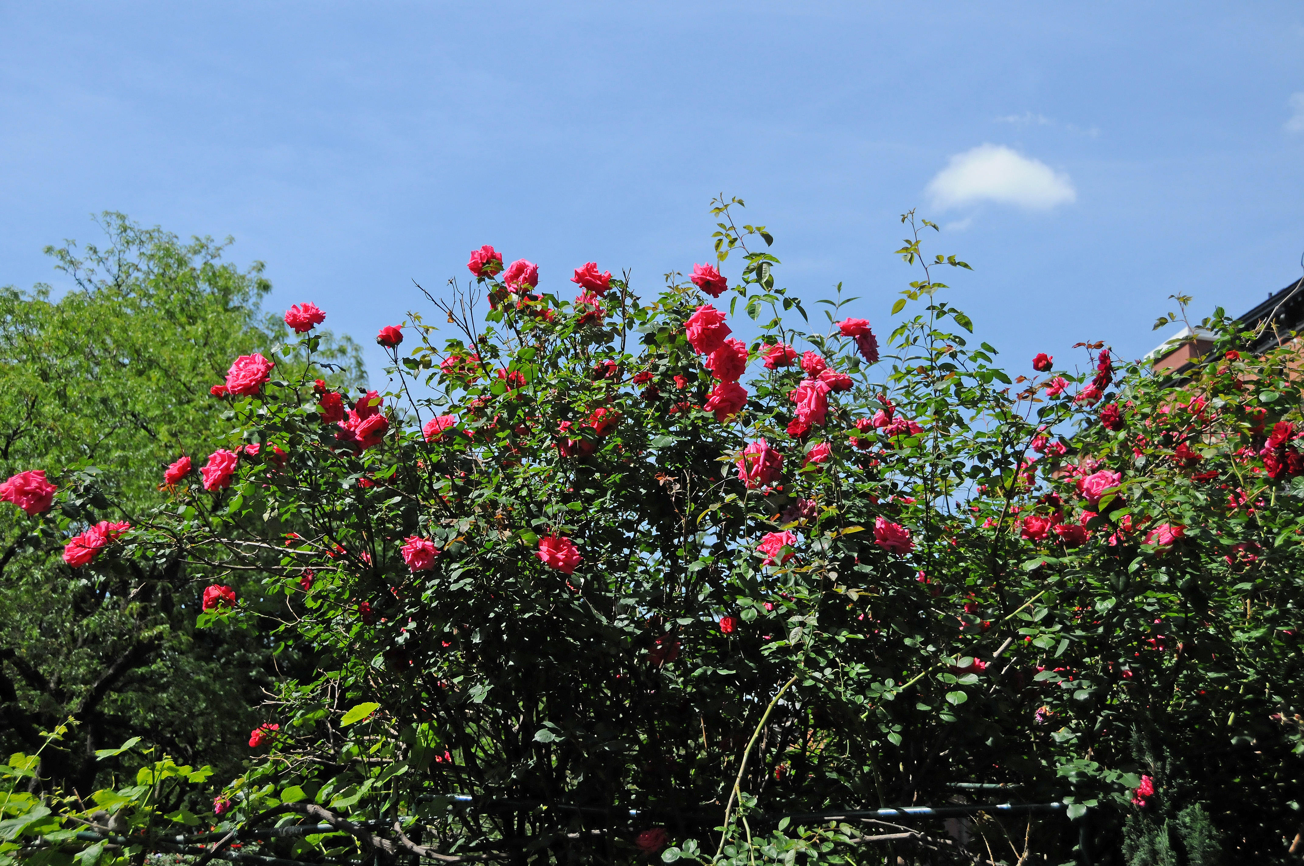 DSC_9774.JPG