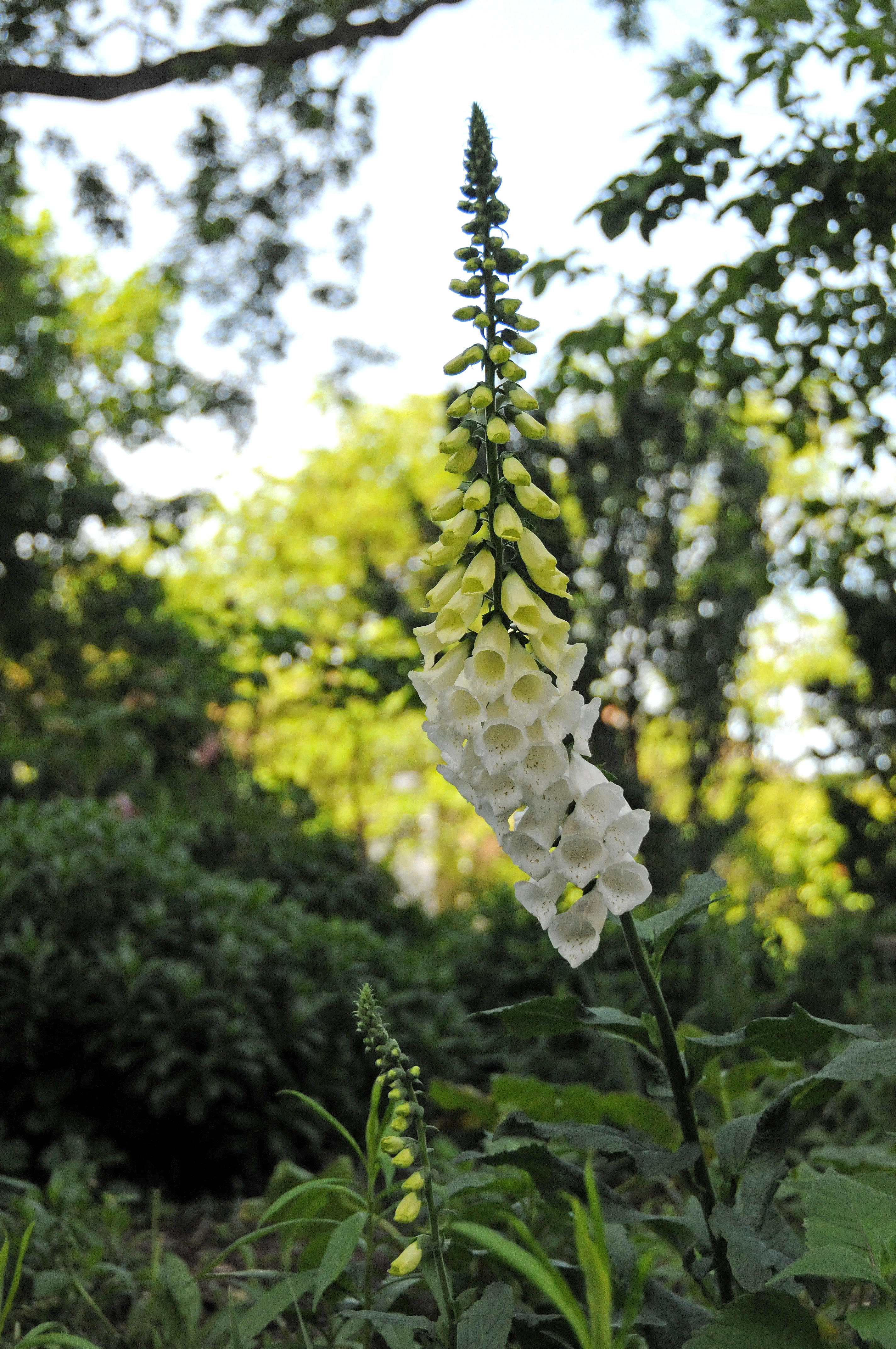 DSC_9787.JPG