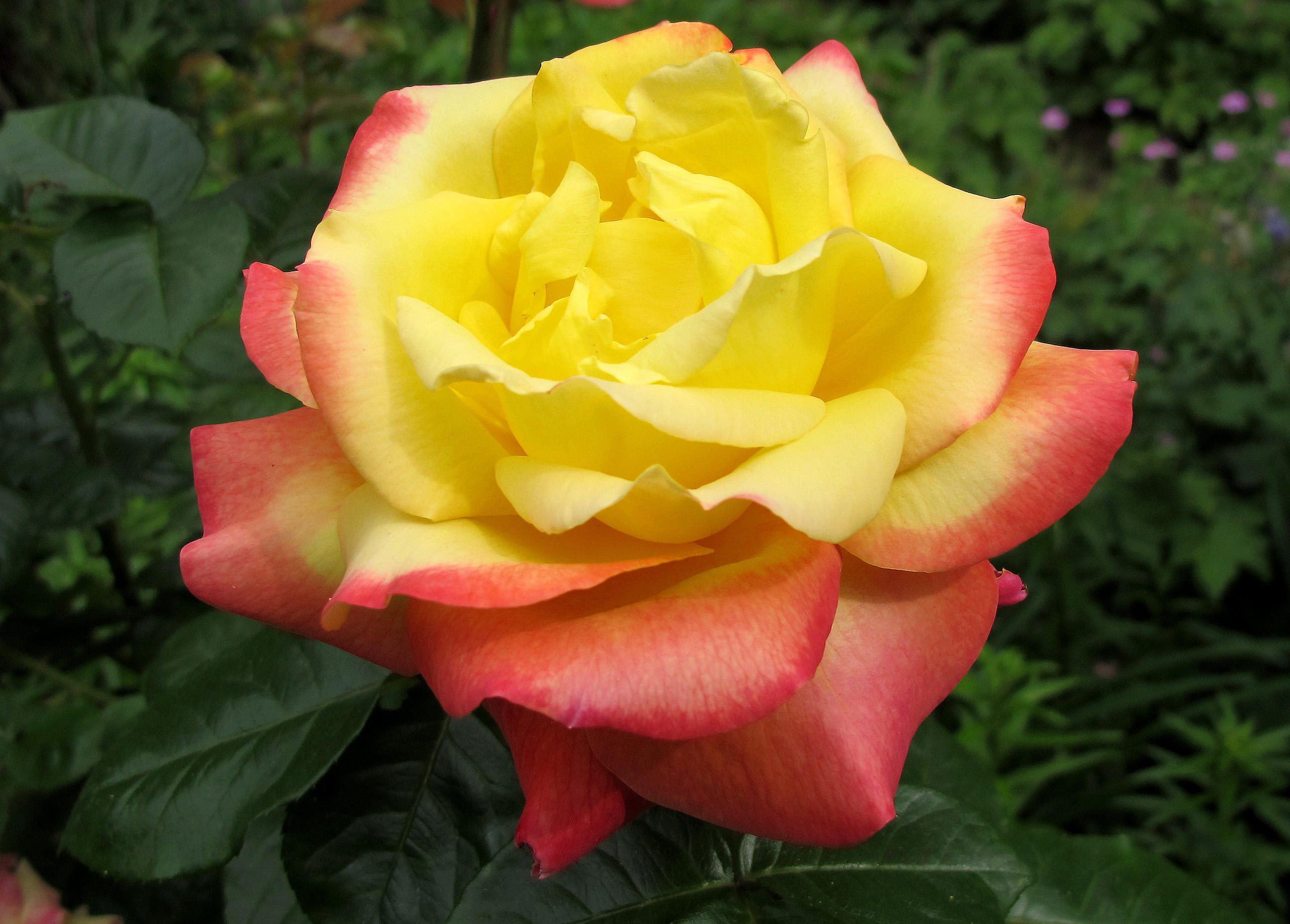 Rosa - Love & Peace