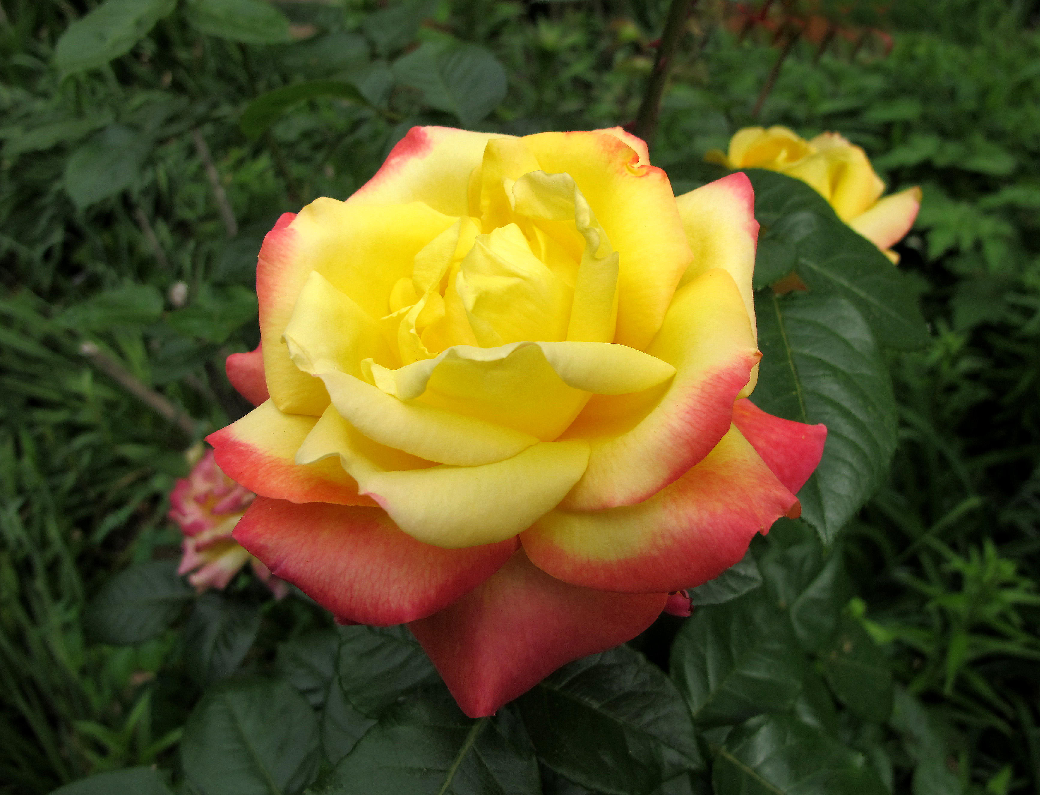 Rosa - Love & Peace
