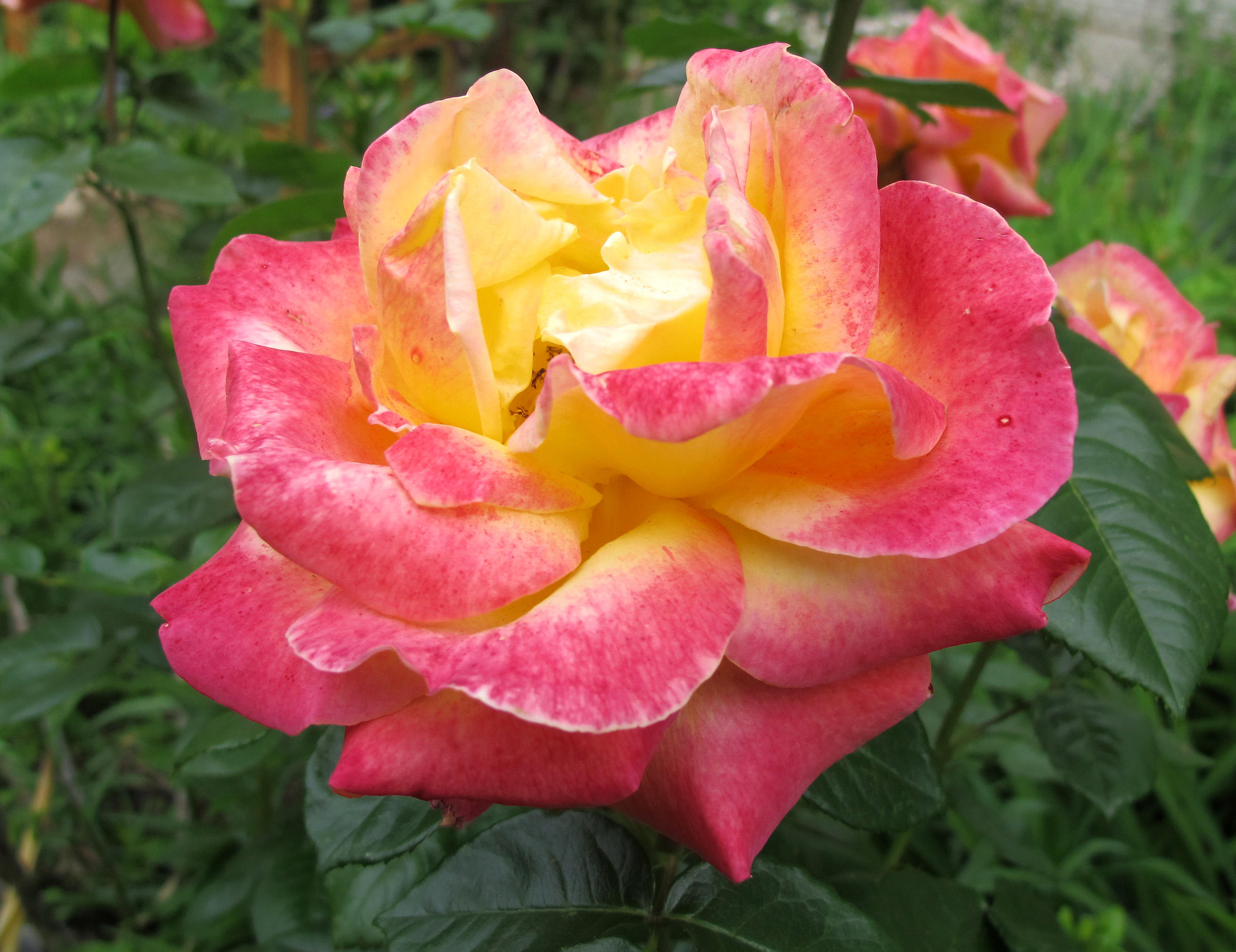Rosa - Love & Peace