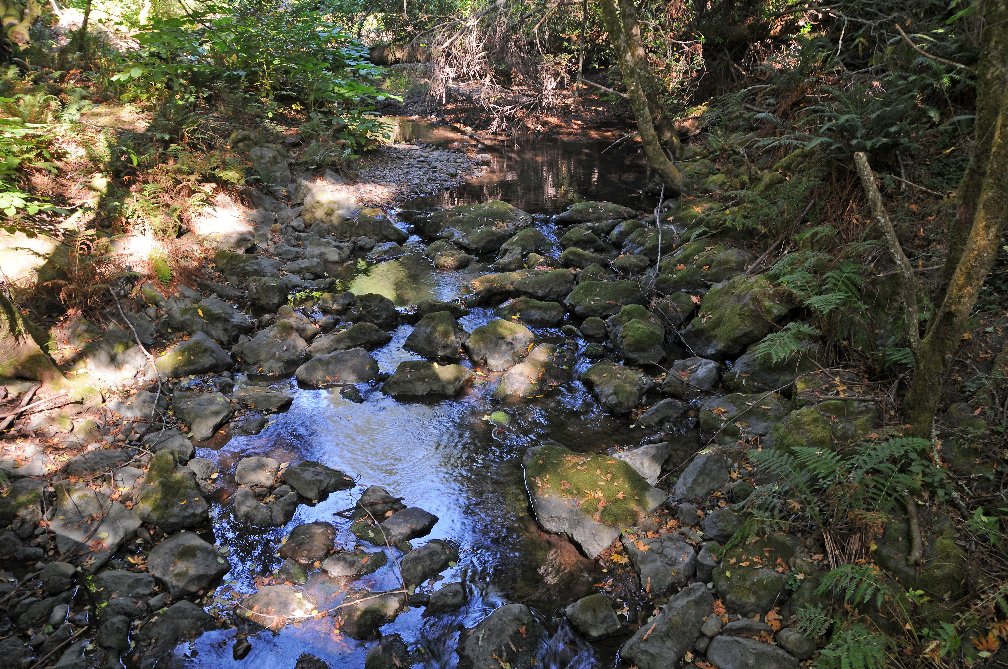 Muir Woods, CA