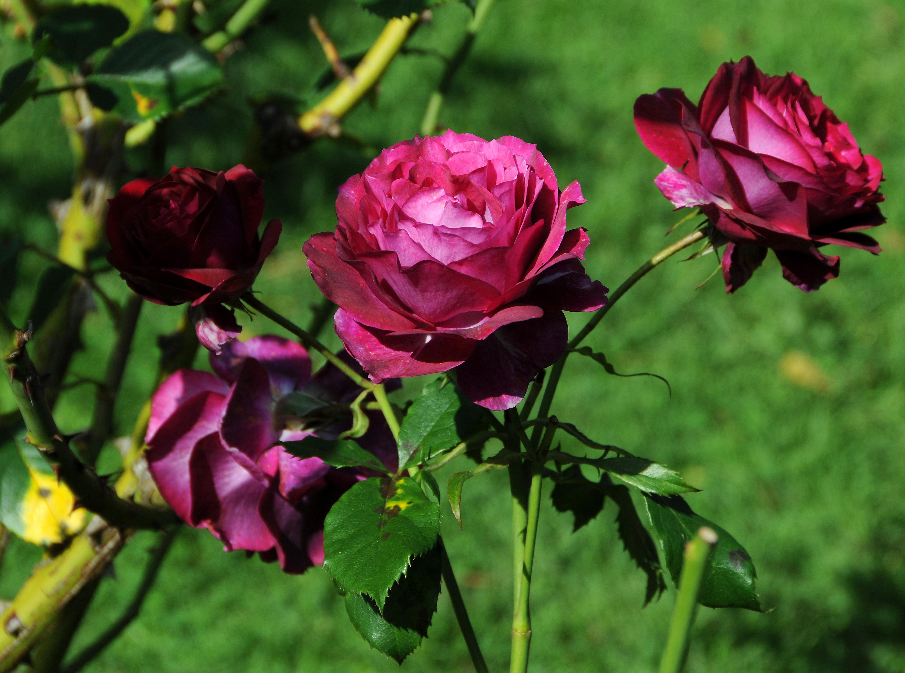 Rose Garden - Golden Gate Park
