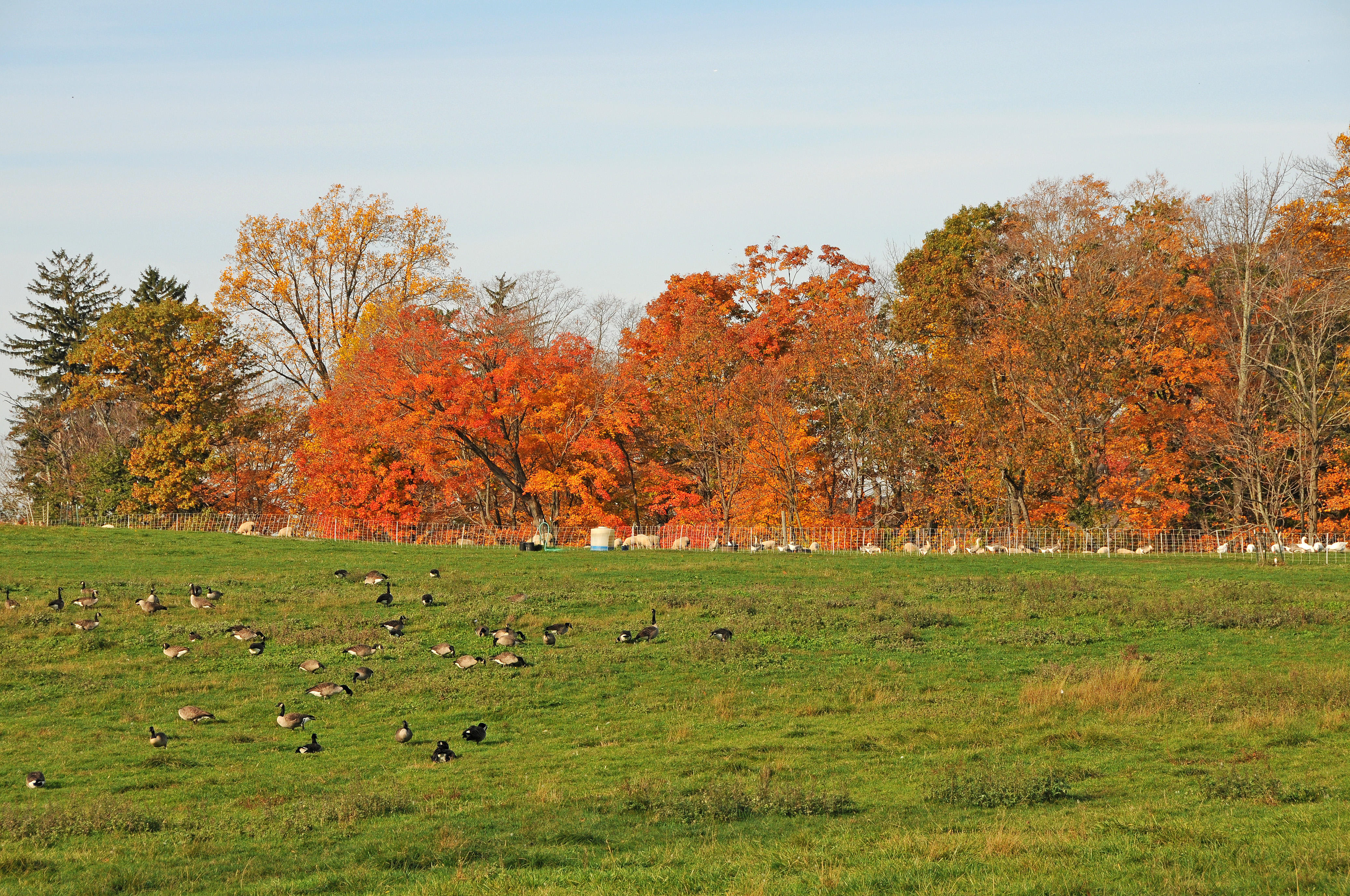 Stone Barns Farm