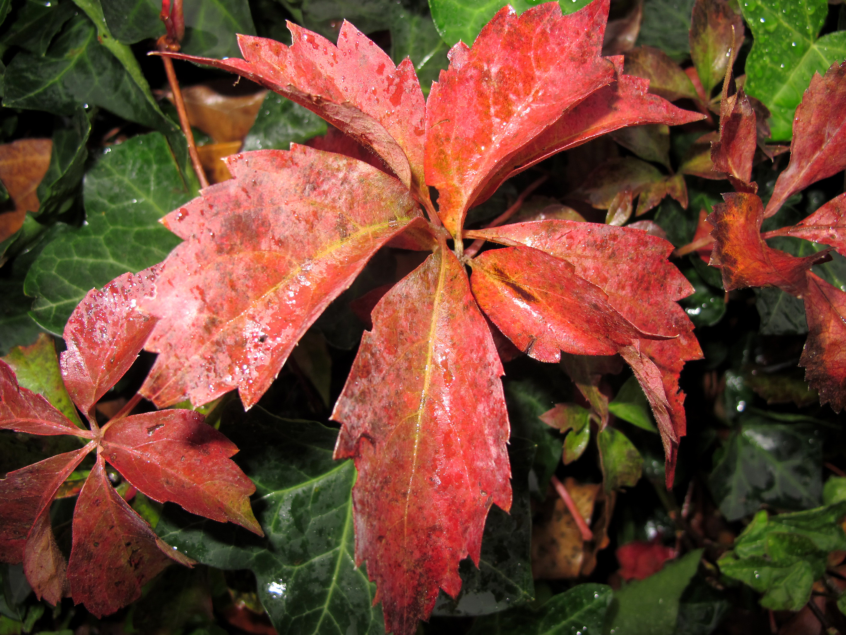 Virginia Creeper Vine & English Ivy in Rain