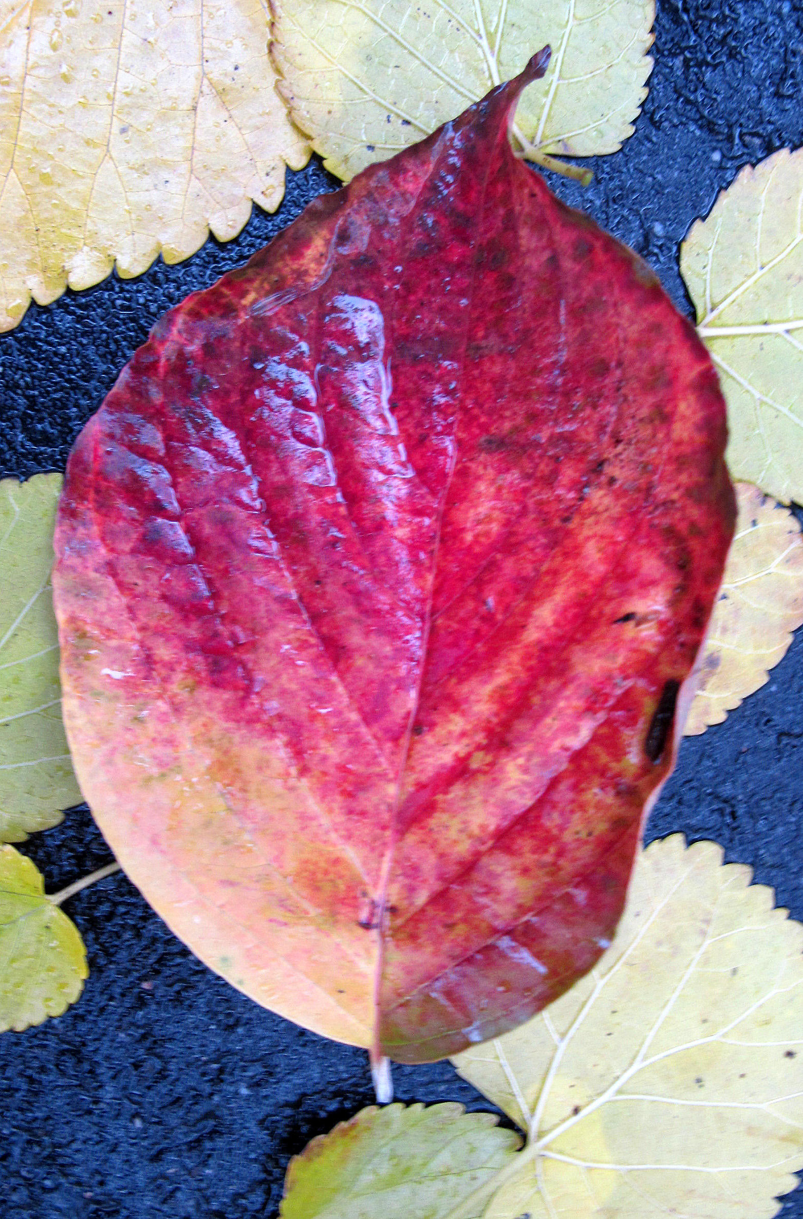 Dogwood and Mulberry Foliage