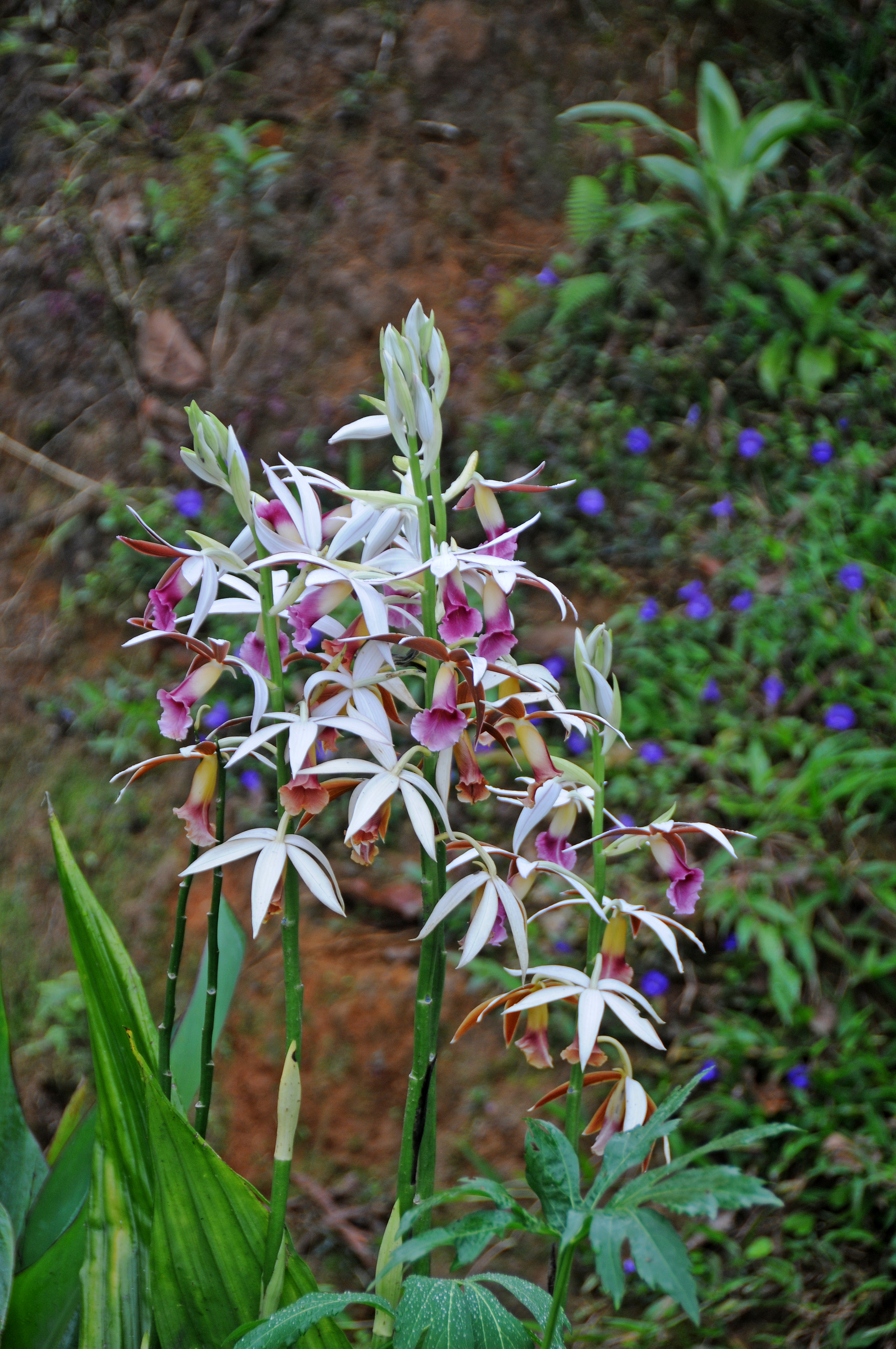 Arenal Vocano Area - Costa Rica